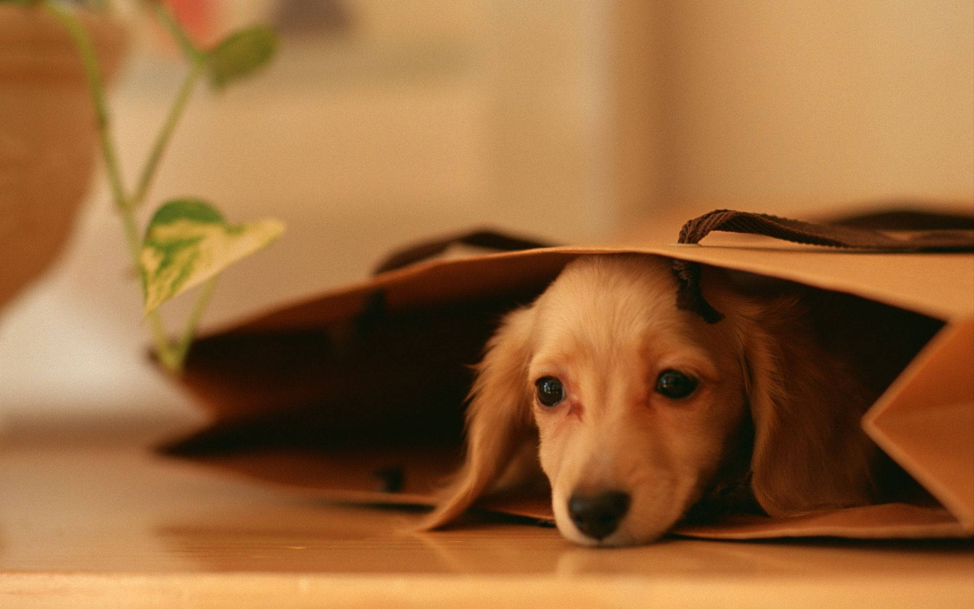 Sød hund i brun pose Wallpapers