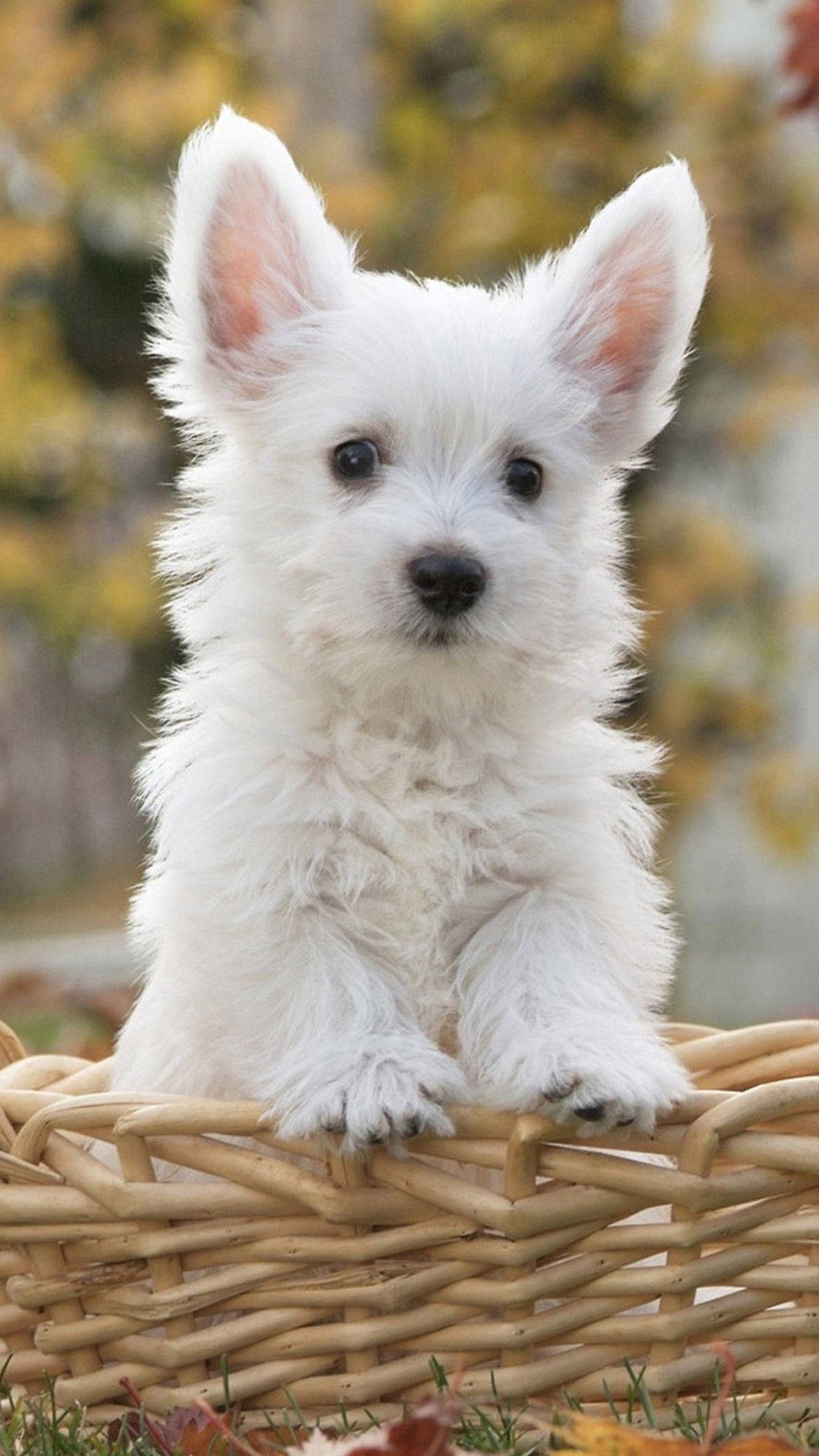 Sød hund i fletkurv Wallpapers