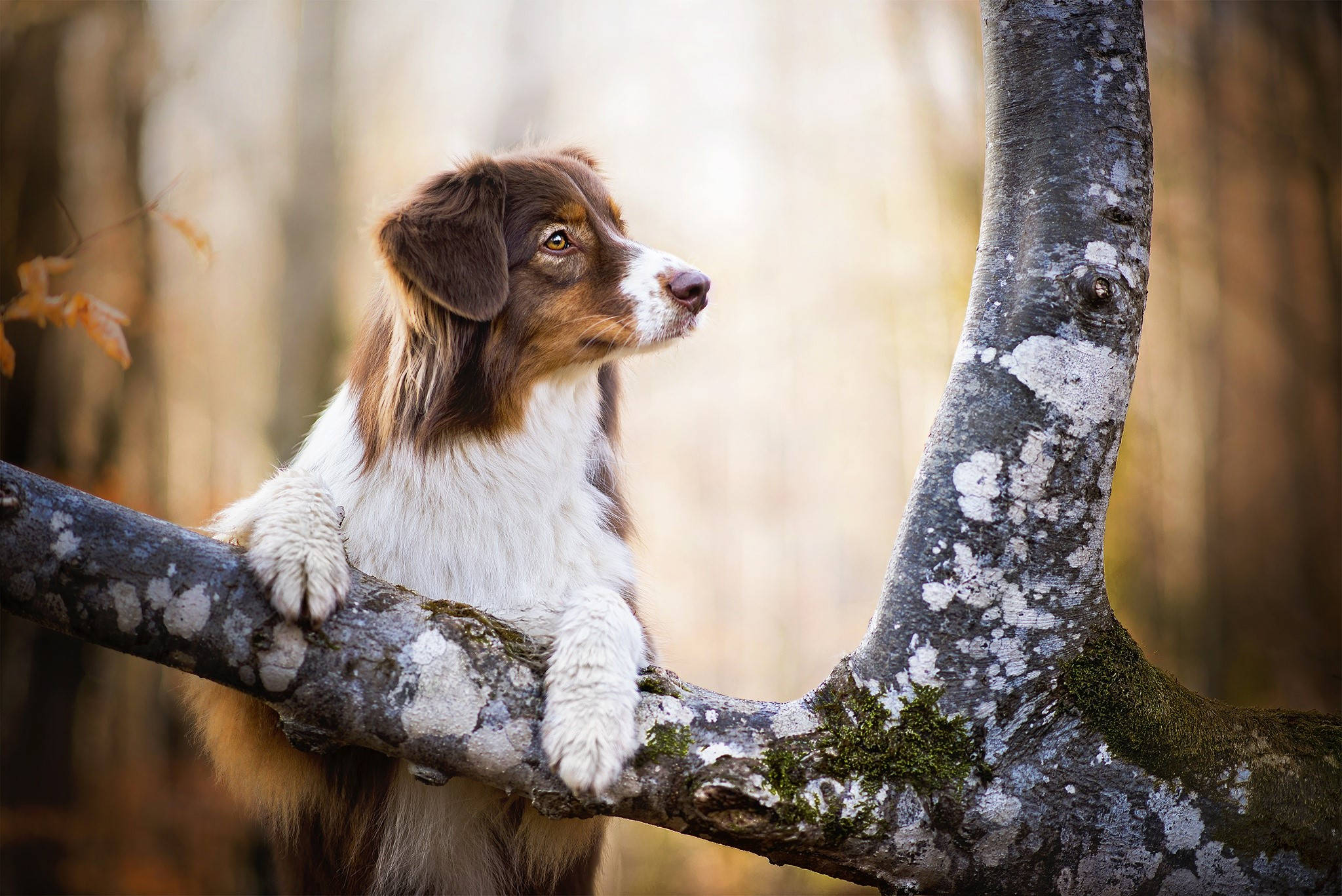 Sød hund klatrer i træ Wallpapers