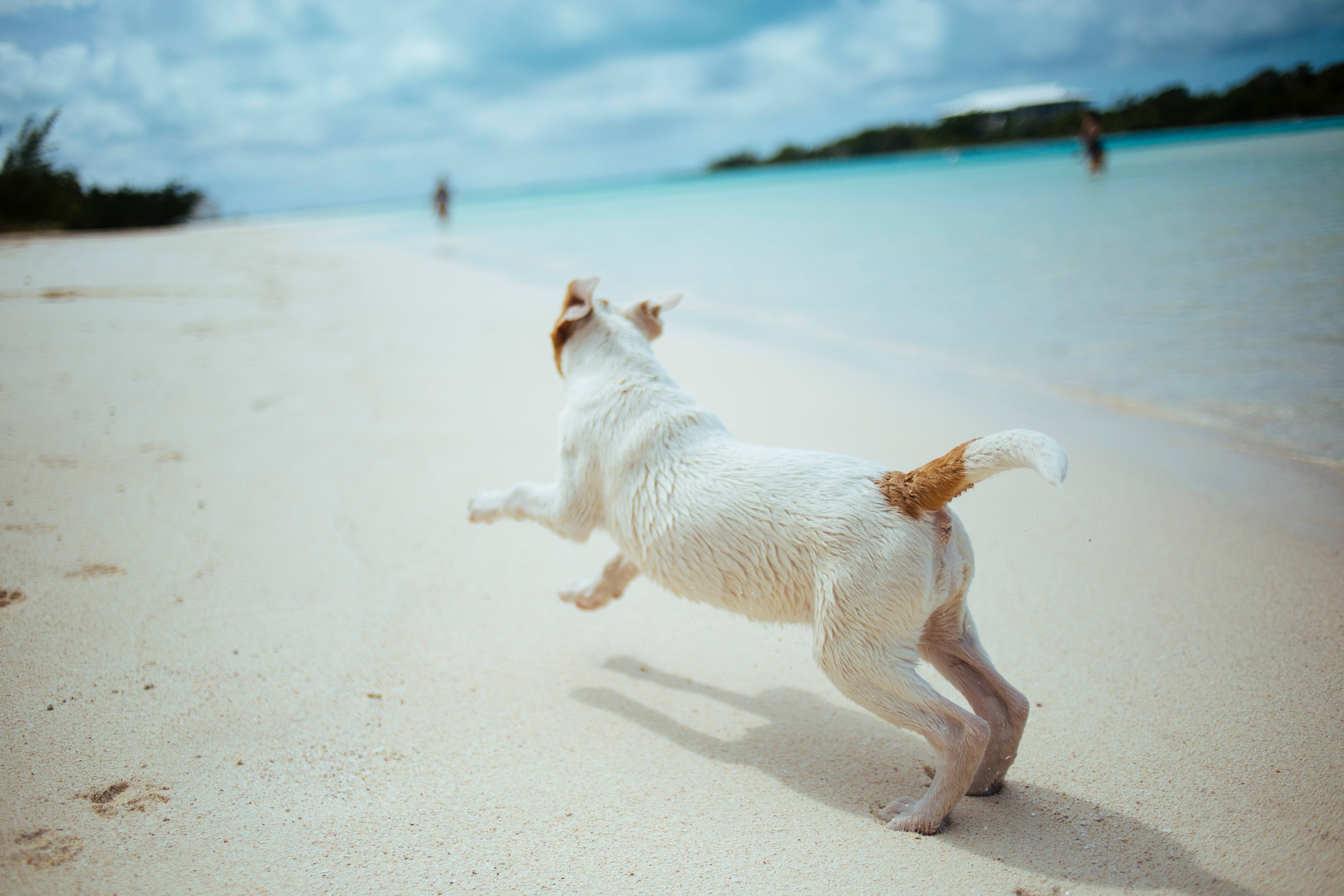 Sød hund løber på strandbredden Wallpapers