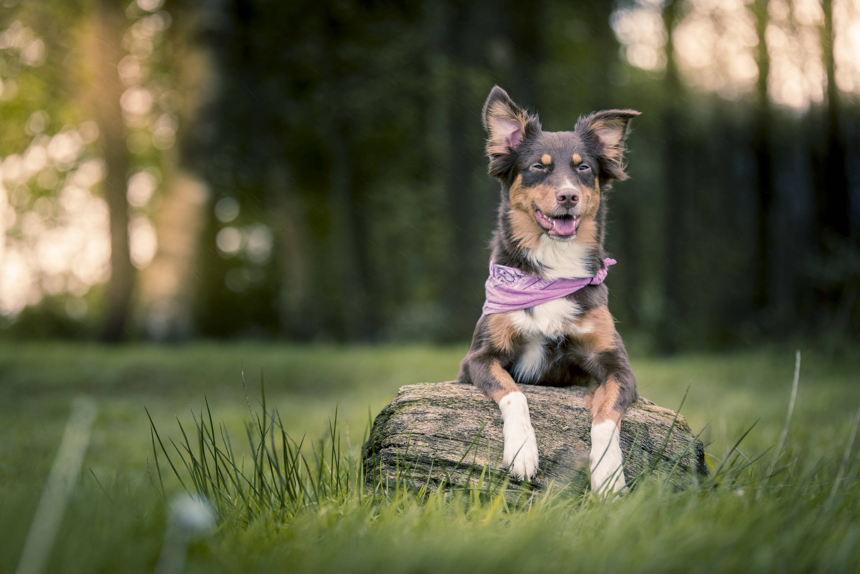 Sød hund med lilla tørklæde Wallpapers