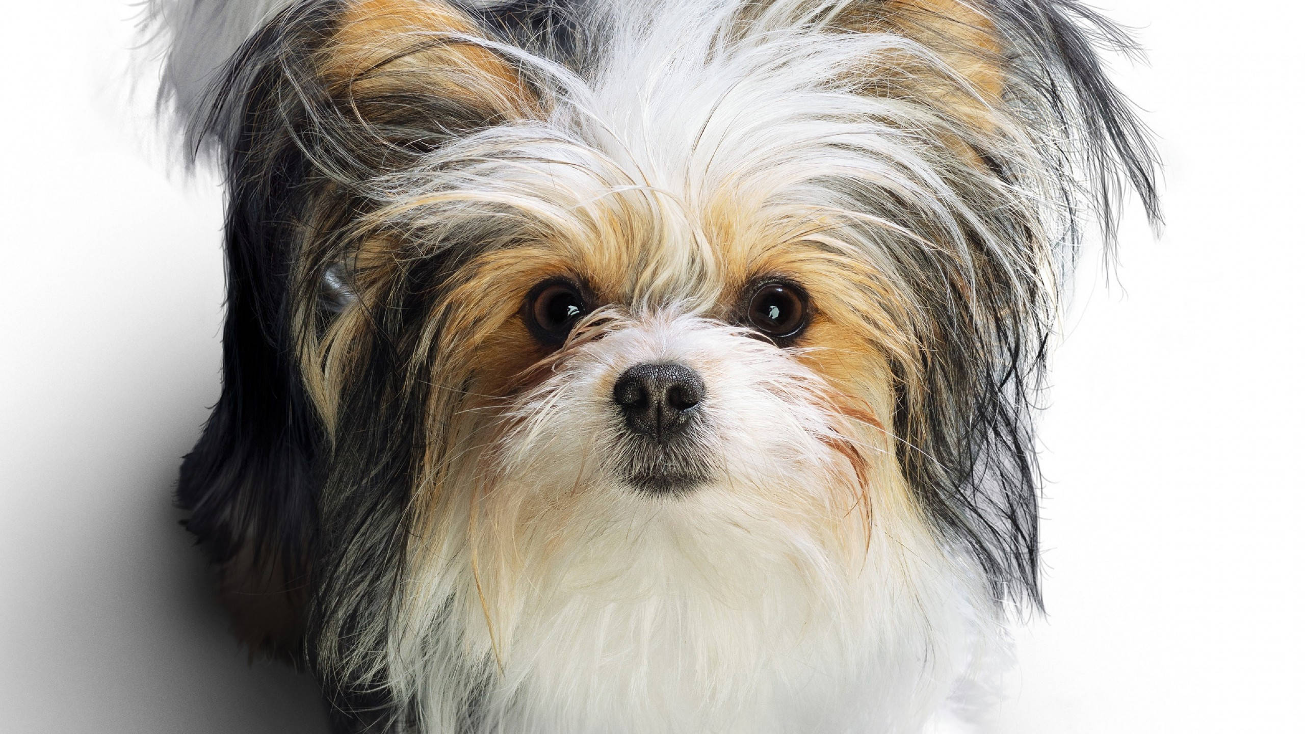 Sød hund med tre farver Terrier Wallpapers