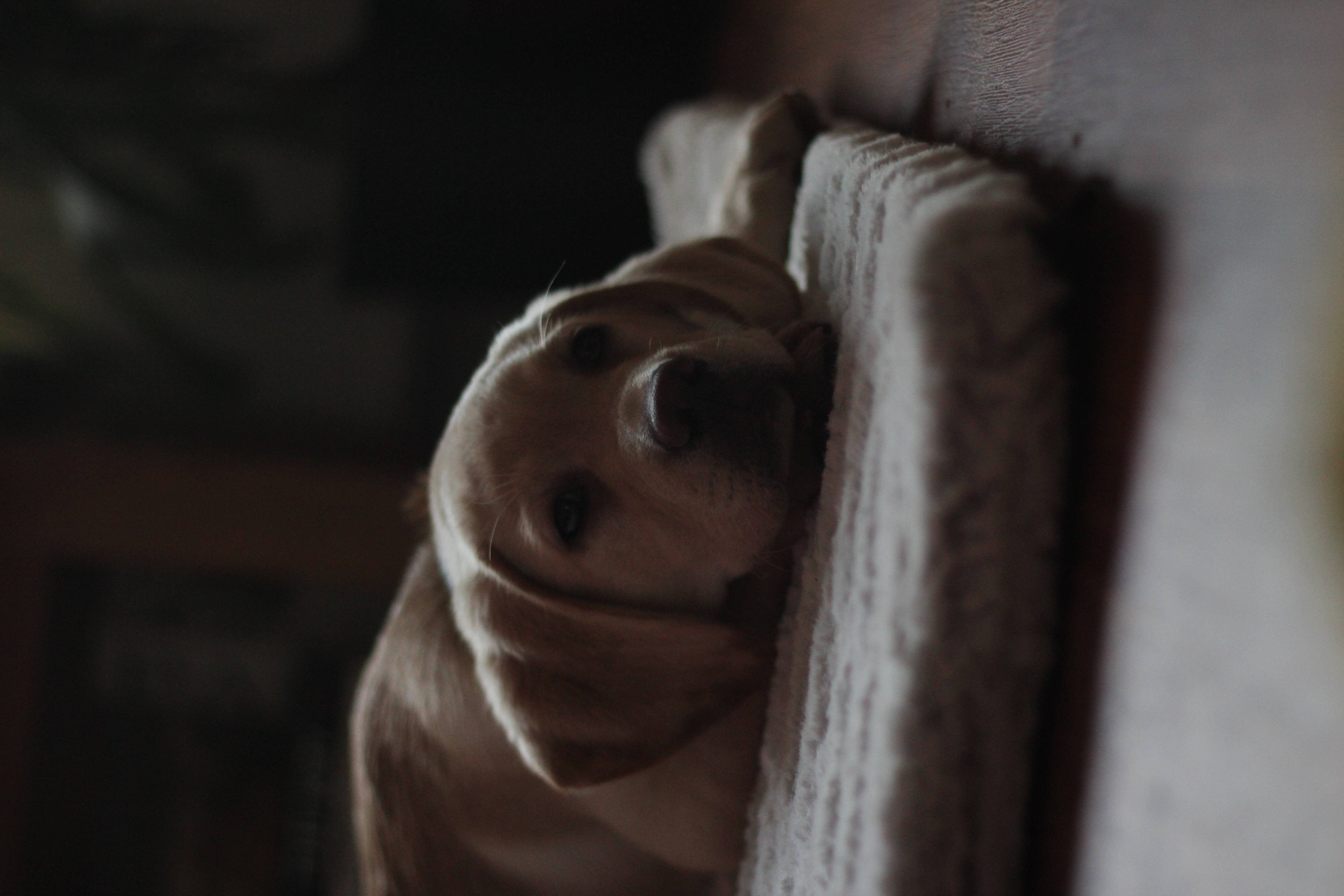 Sød hund på hvid pude Wallpapers