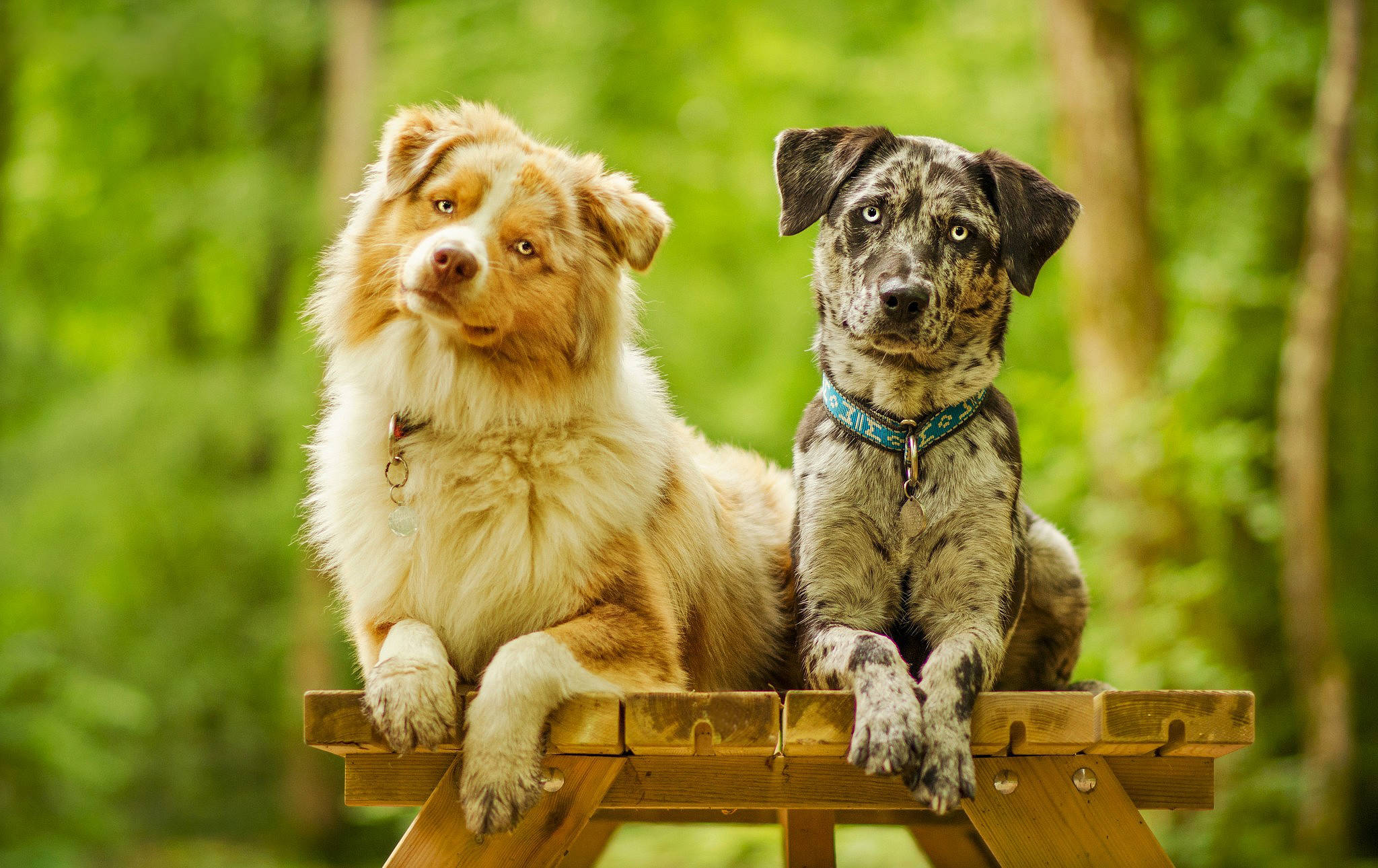 Sød hund på picnicbord Wallpapers
