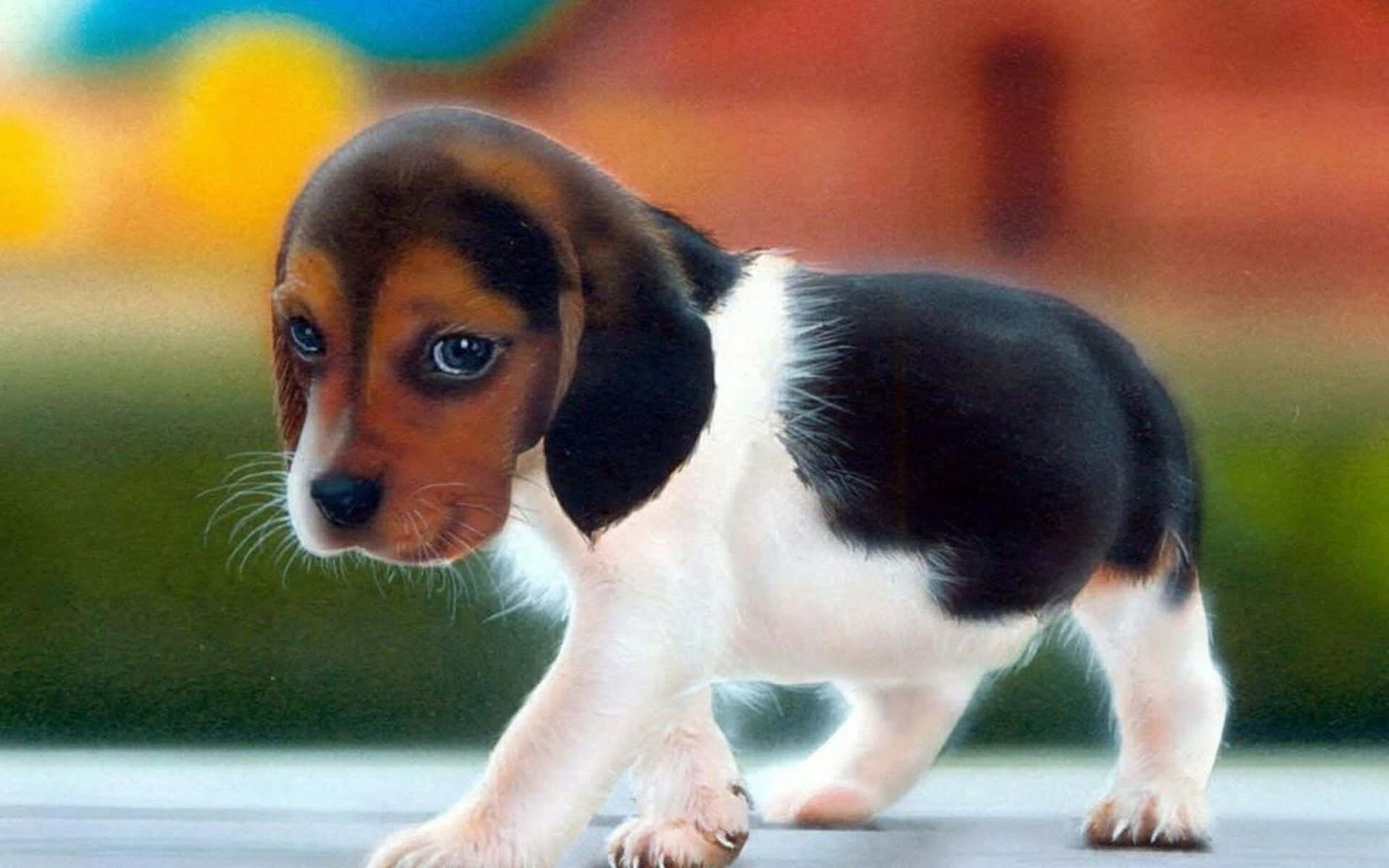 Sød hund poserer på en solskinsdag Wallpapers