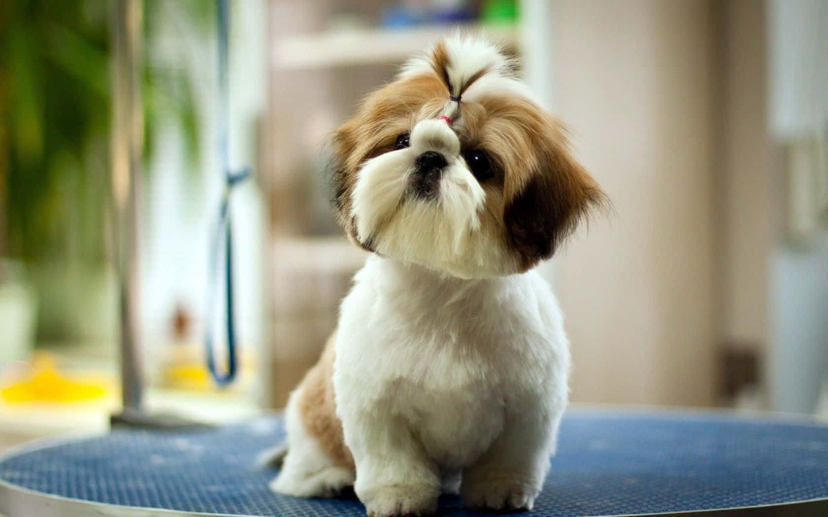 Sød hund poserer udendørs Wallpapers
