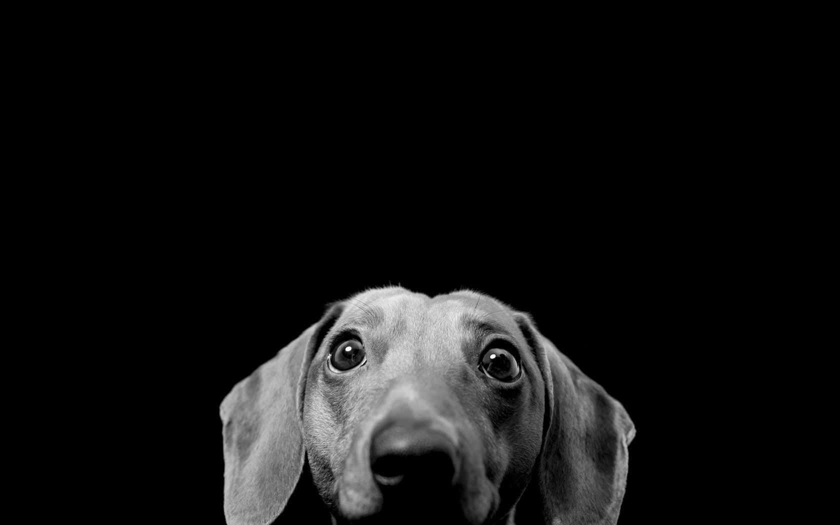 Sød hund slapper af på en blød sofa Wallpapers