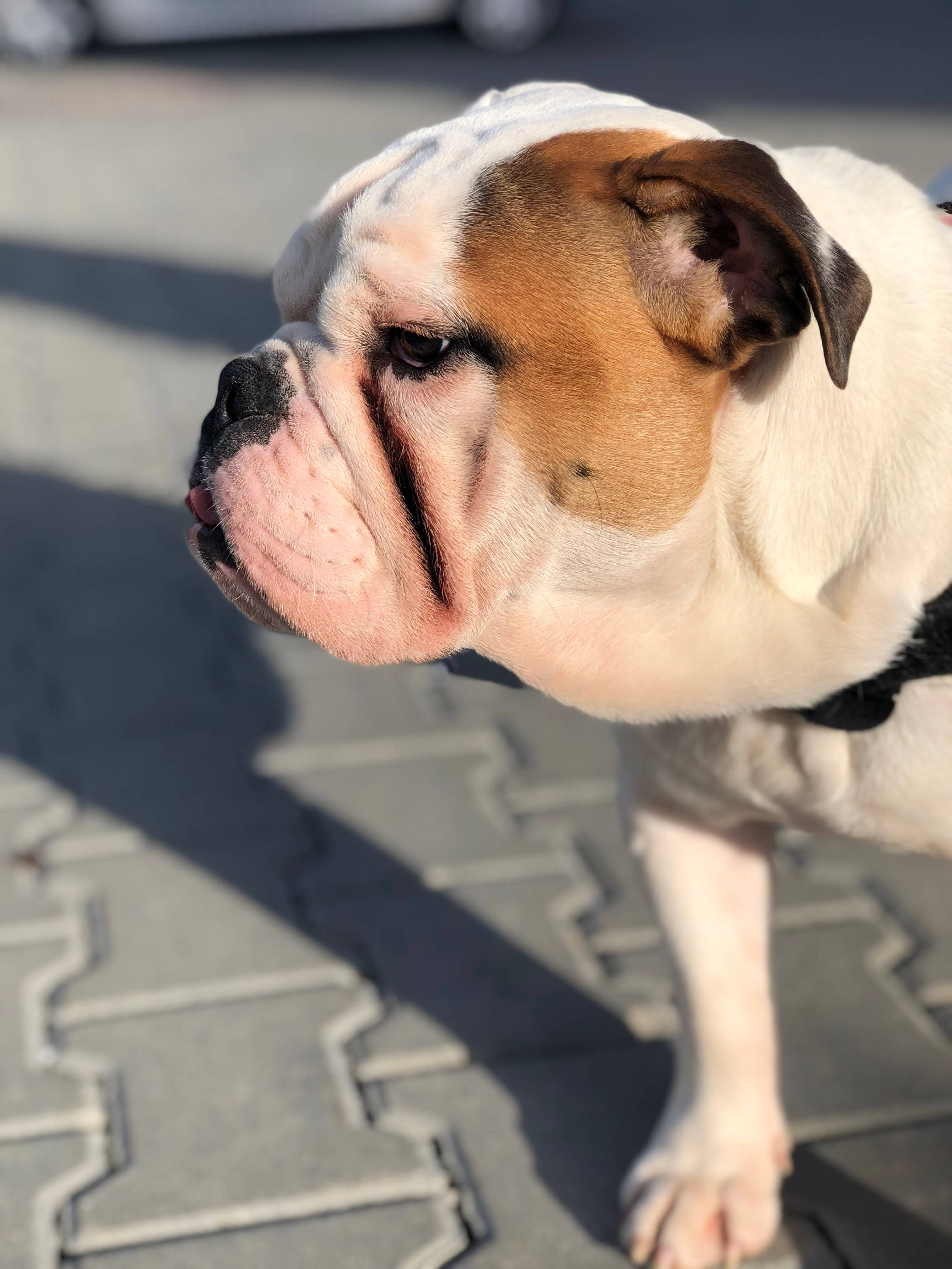 Sød hund sur under solen Wallpapers