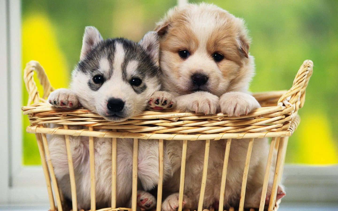 Sød hvalp, der slapper af på græsset Wallpapers