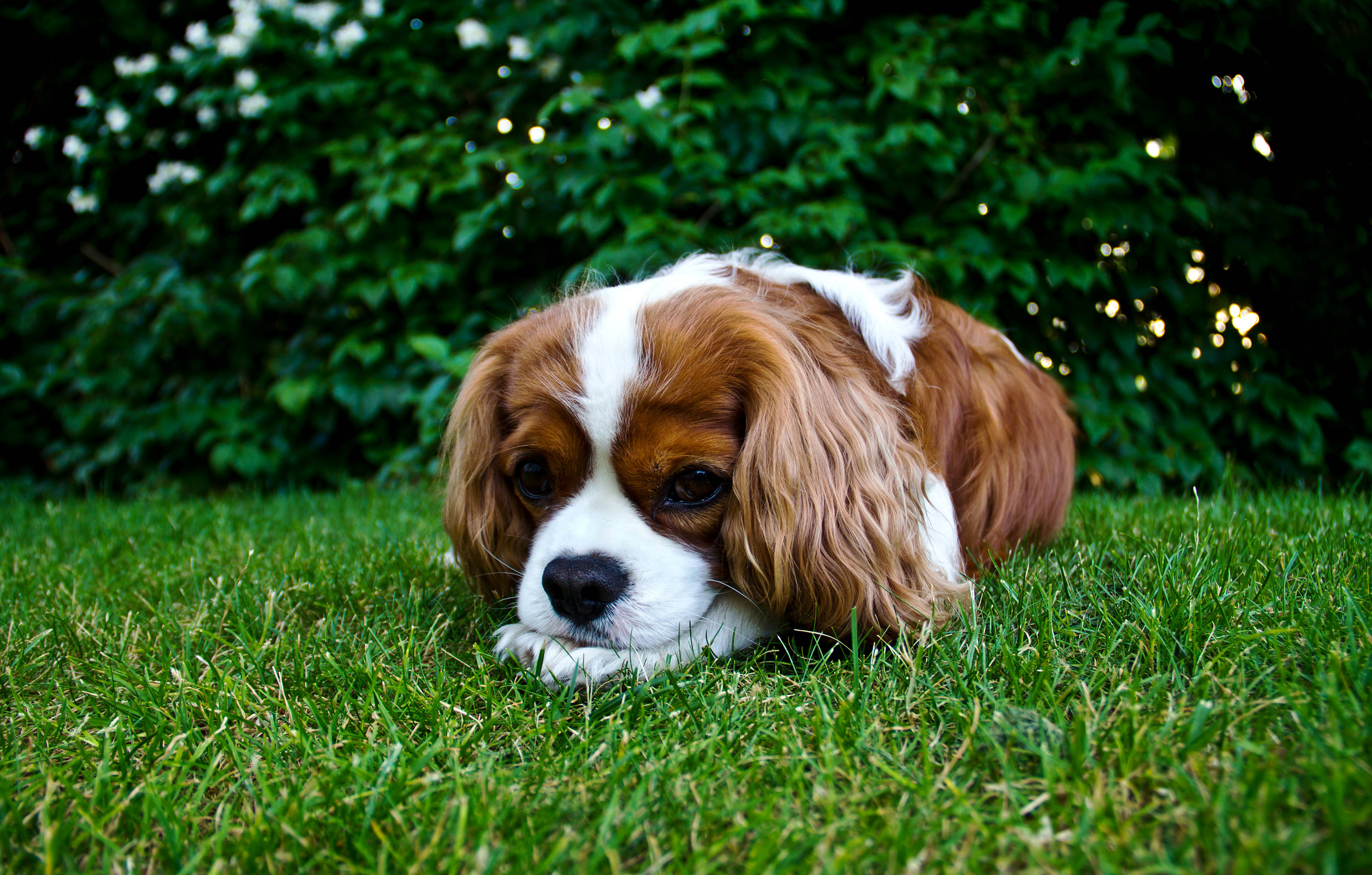 Sød King Charles Spaniel Hvalp Wallpapers