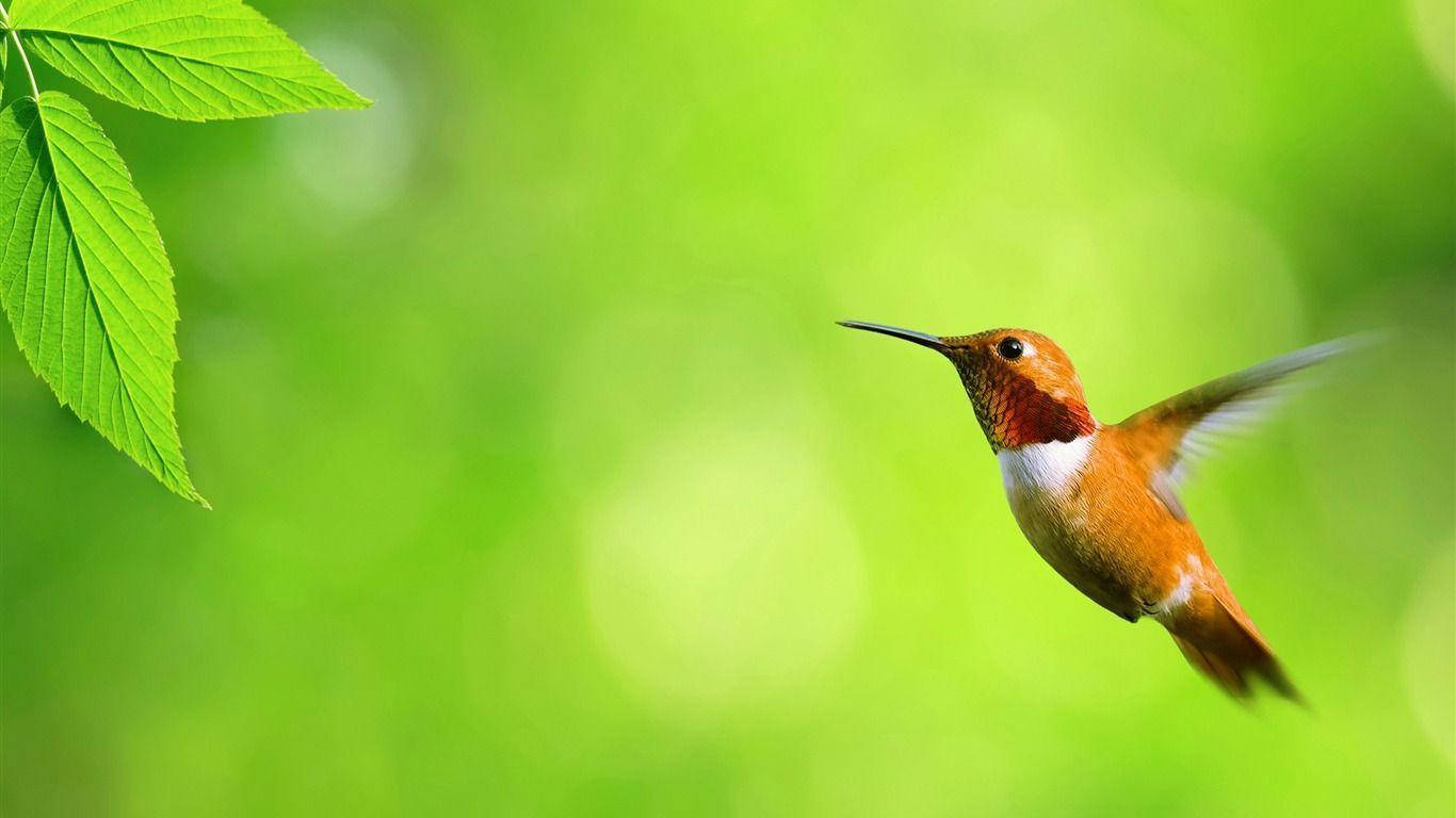 Sød kolibri til skrivebordet Wallpapers