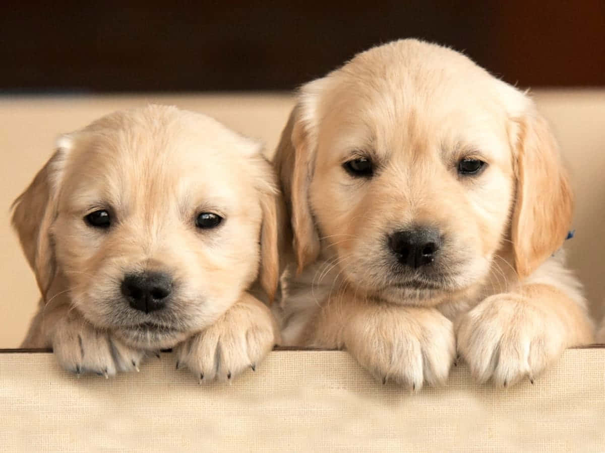 Sød labrador retriever hundebillede Wallpapers