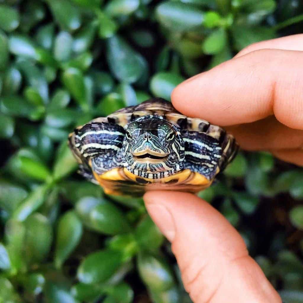 Sød og nuttet skildpadde Wallpapers