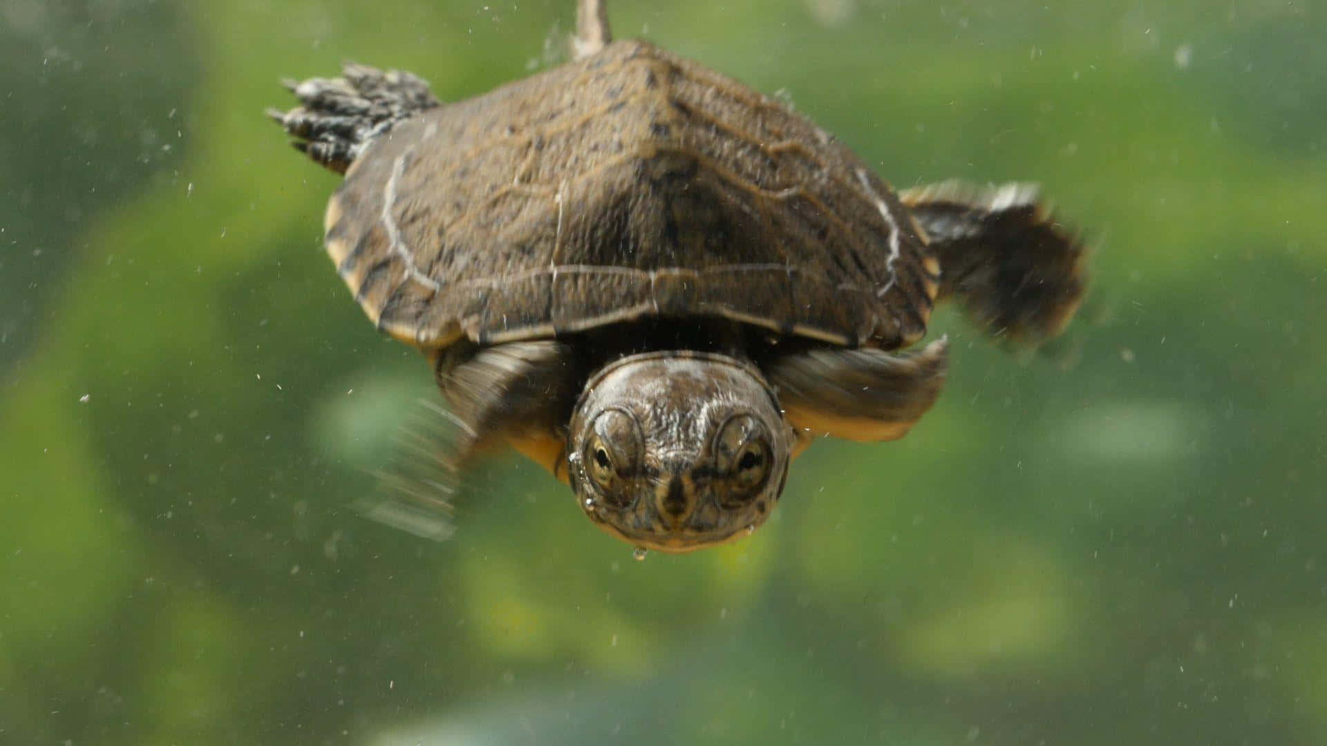 Sød og nuttet skildpadde Wallpapers