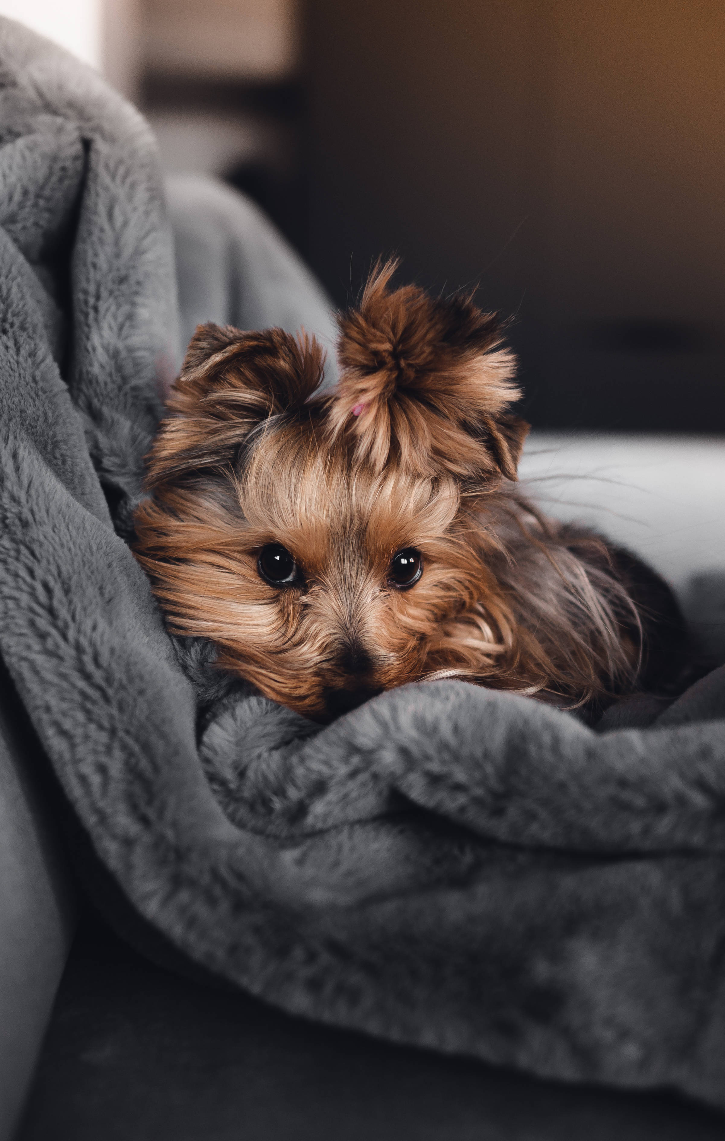 Sød piget mobilbaggrund med hund Wallpapers