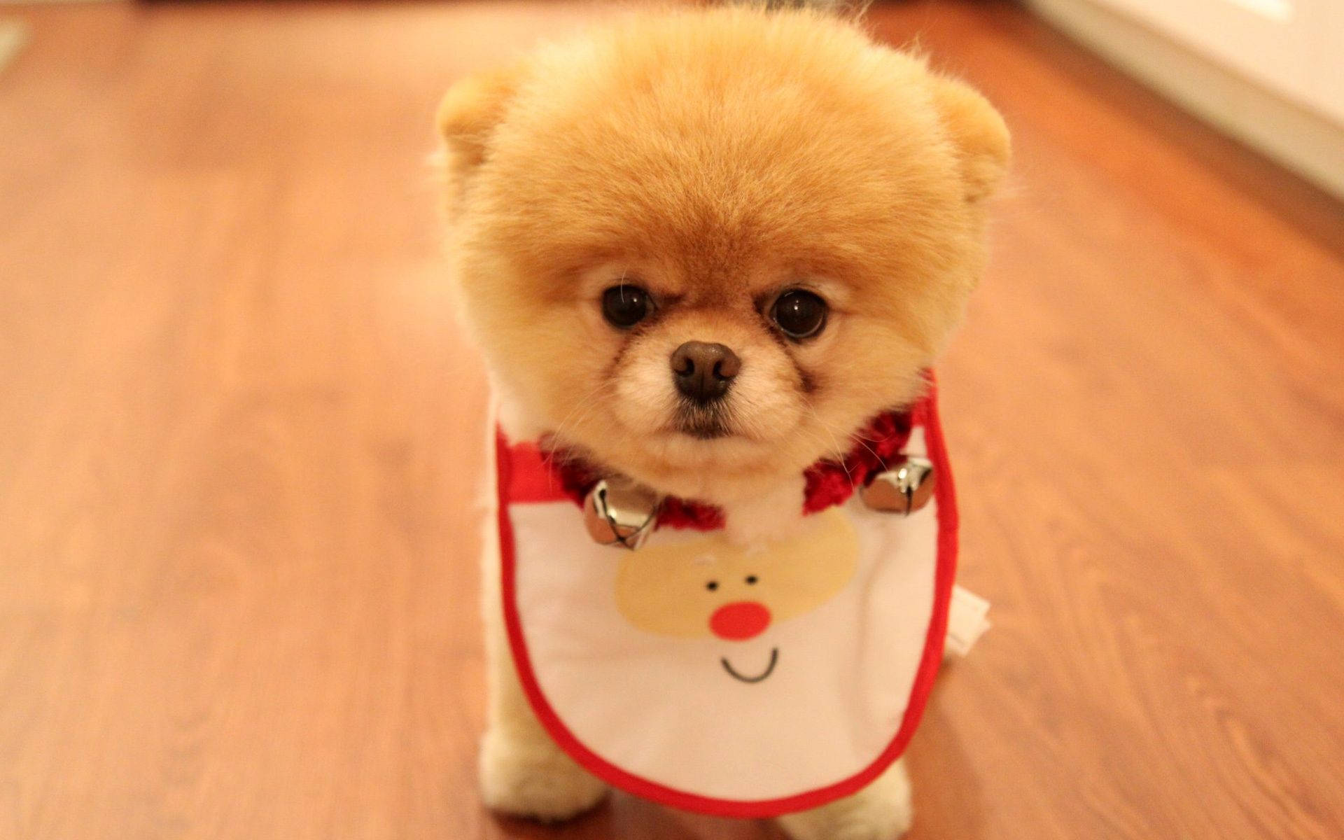 Sød Pomeranian-hund med julehagesmæk Wallpapers