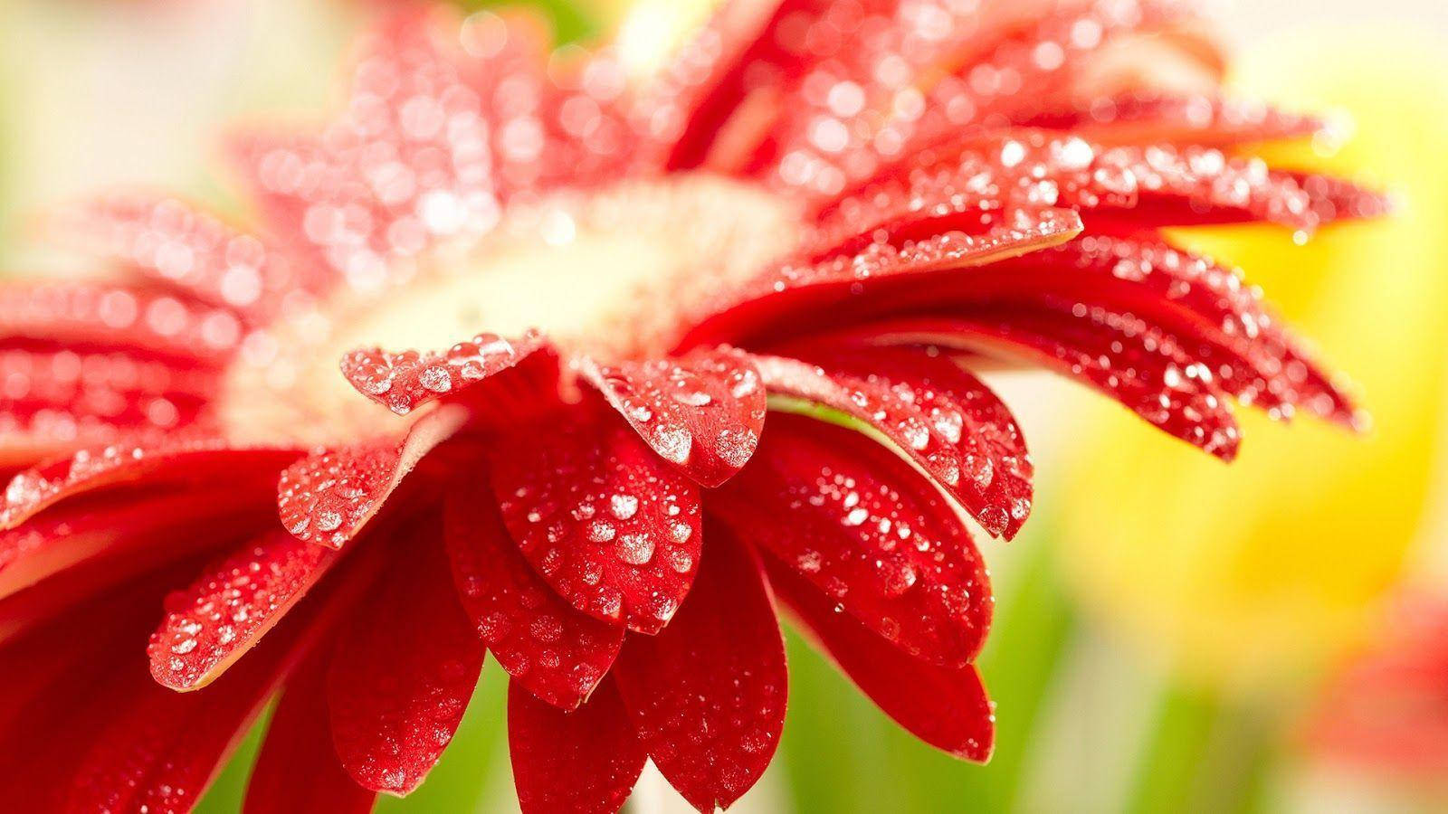 Sød Rød Gerbera Tusindfryd Skrivebordsbaggrund Wallpapers