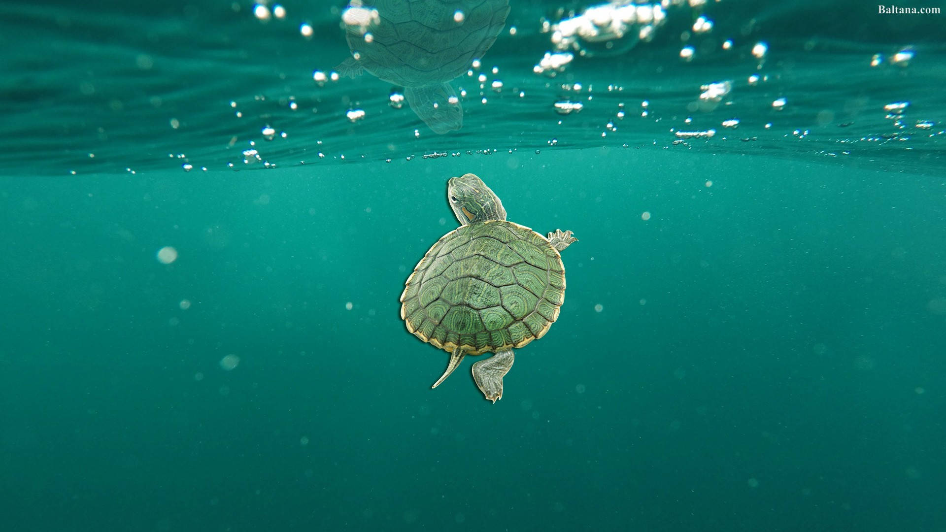 Sød skildpadde i grønt hav Wallpapers