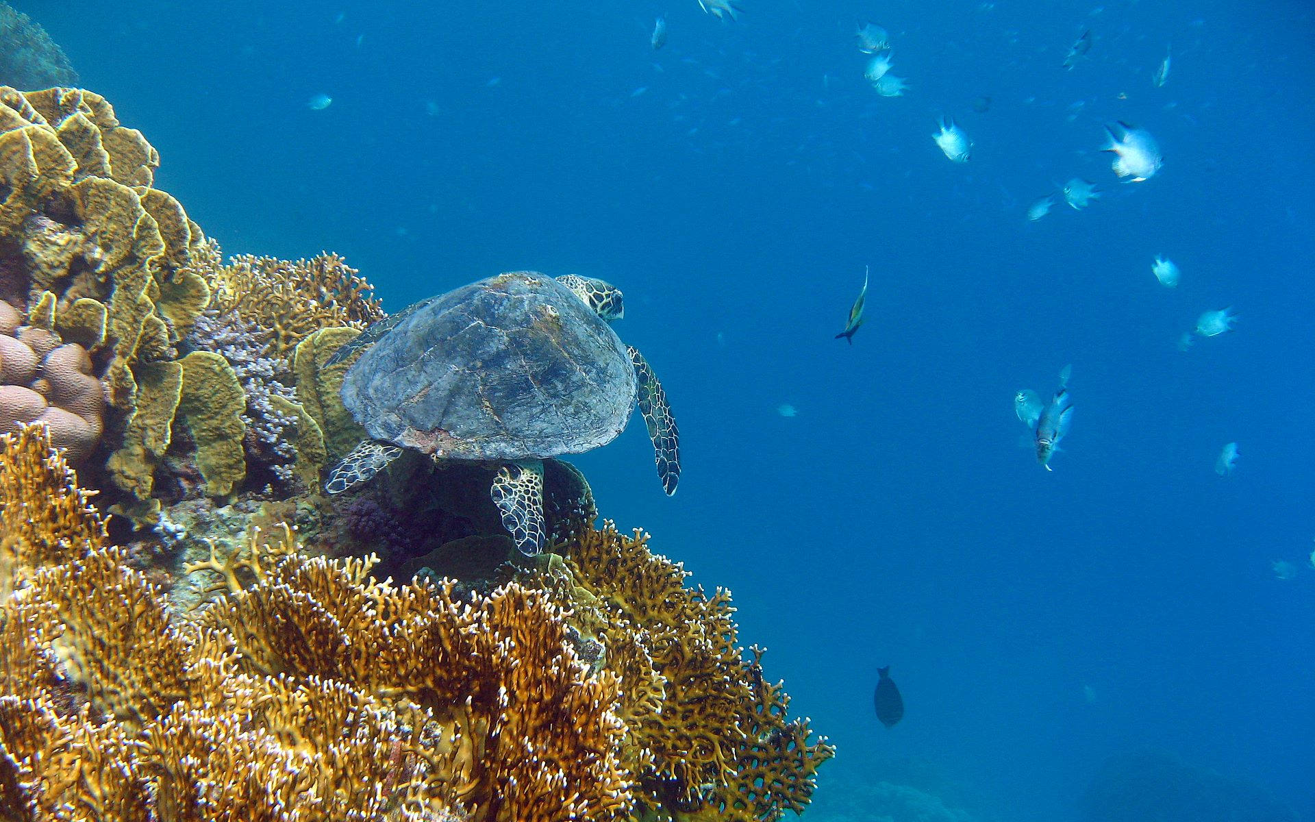 Sød skildpadde møder fisk Wallpapers