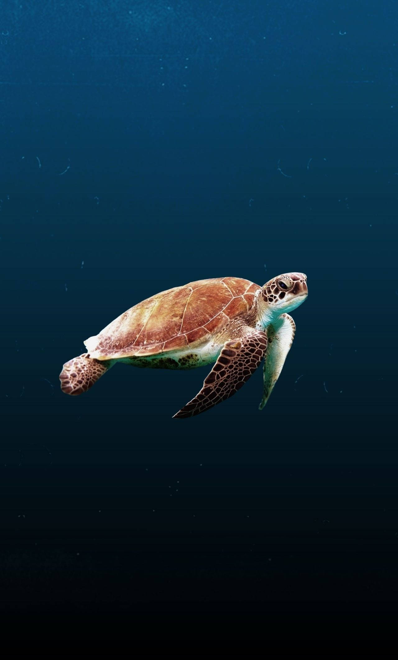 Sød skildpadde med bordeaux mønster Wallpapers