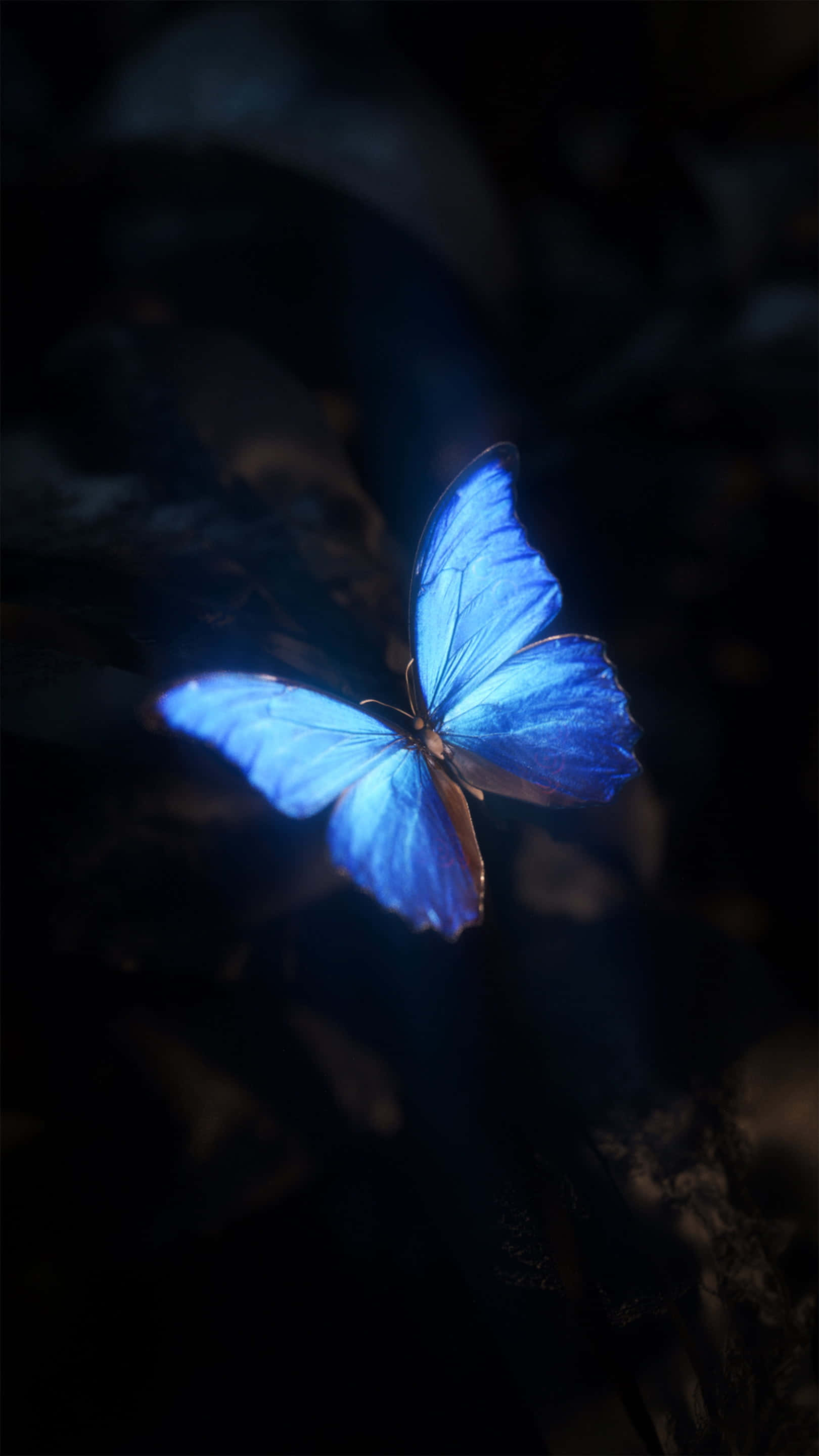 Sød sort baggrund Wallpapers