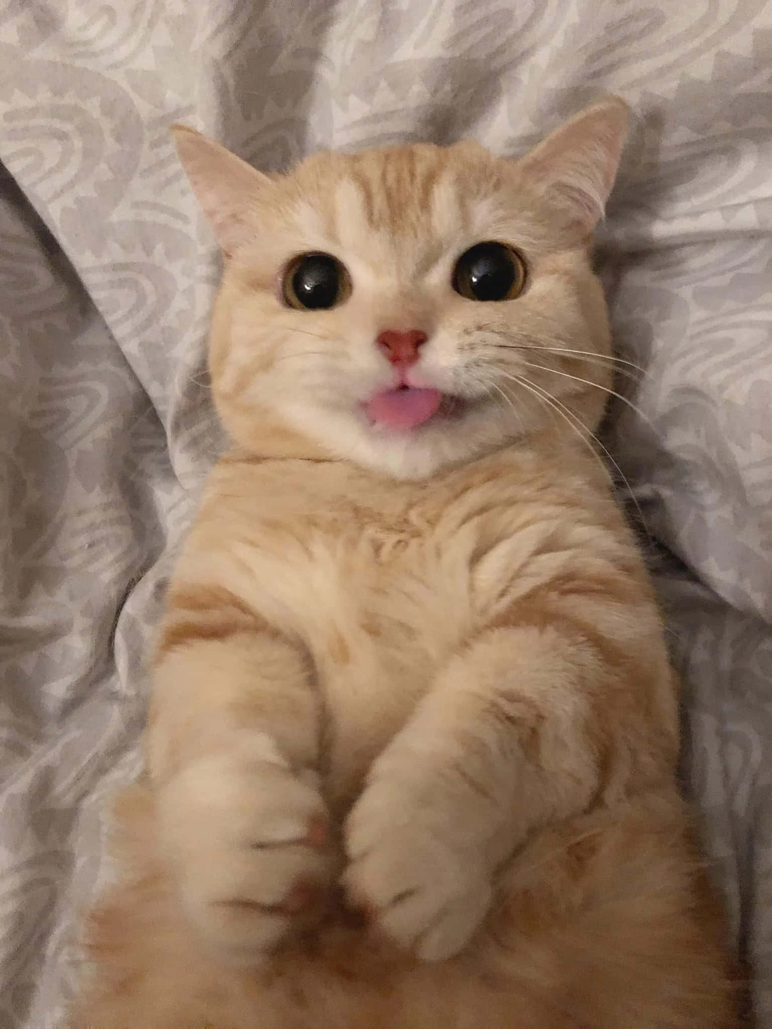 Sød æstetisk kat i morgensolen Wallpapers