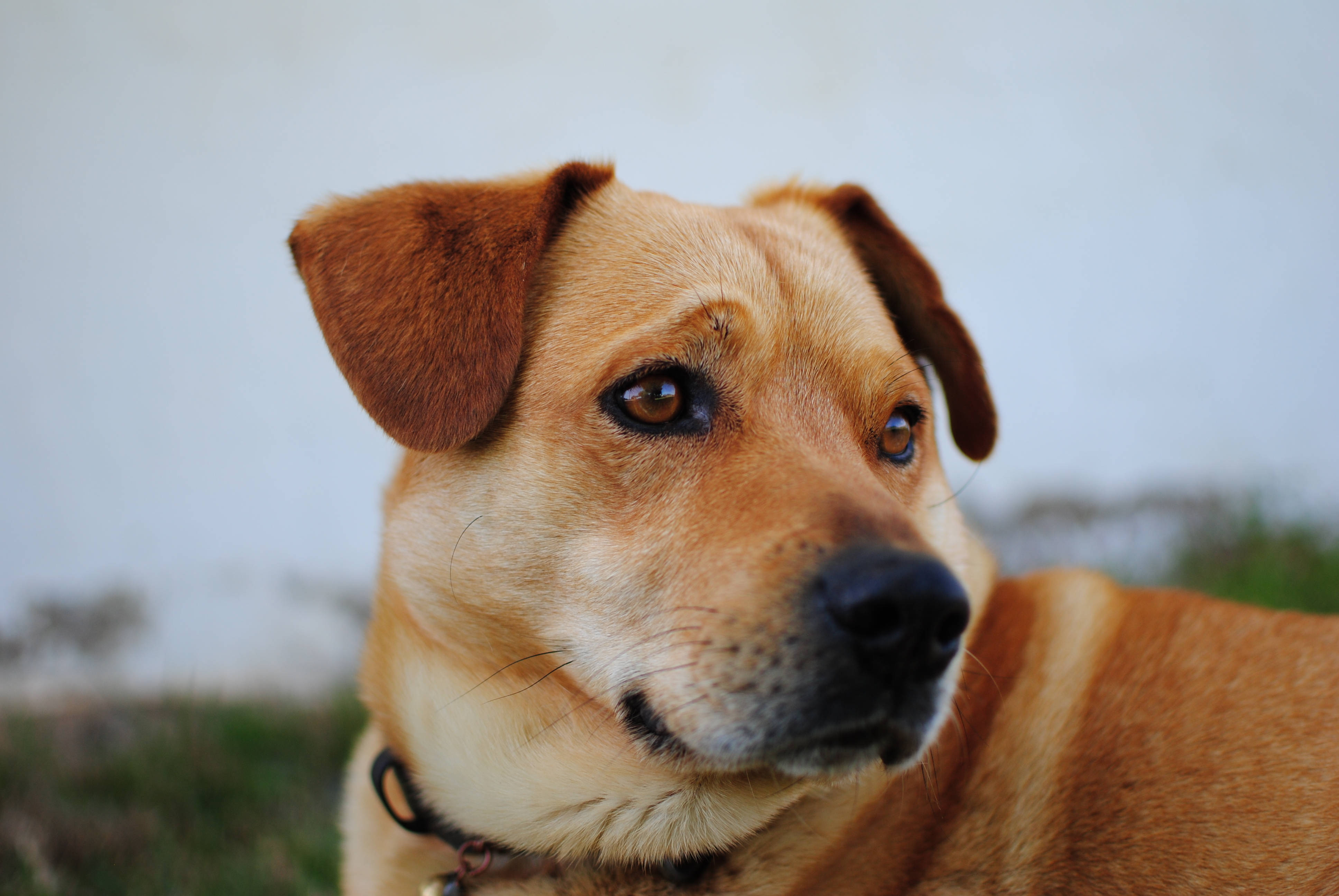 Sød østrigsk pinscher hund Wallpapers