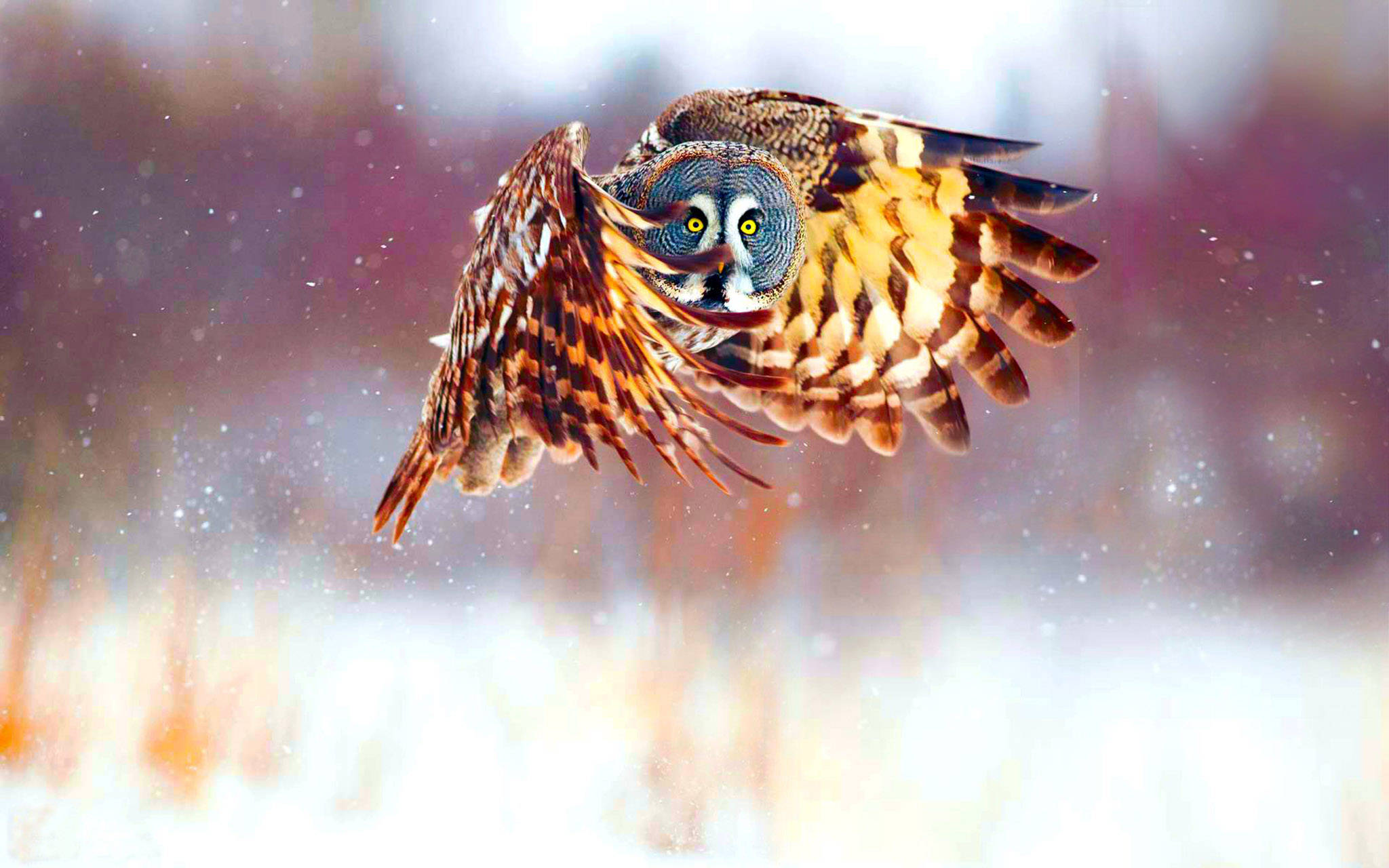 Sød ugle på flugt Wallpapers