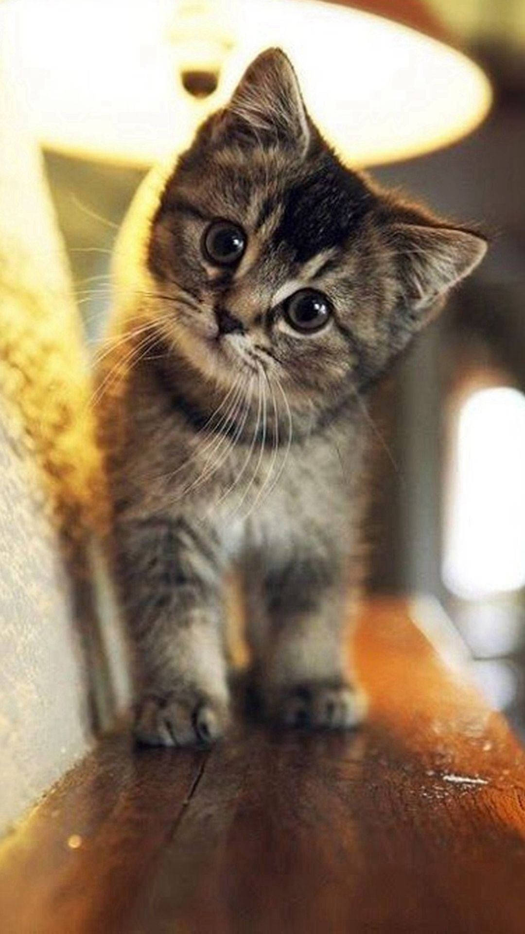 Sød uskyldig tabbykat iPhone Wallpapers