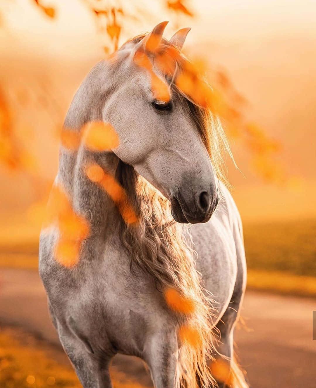 Sød, venlig hest med smuk hvid manke Wallpapers