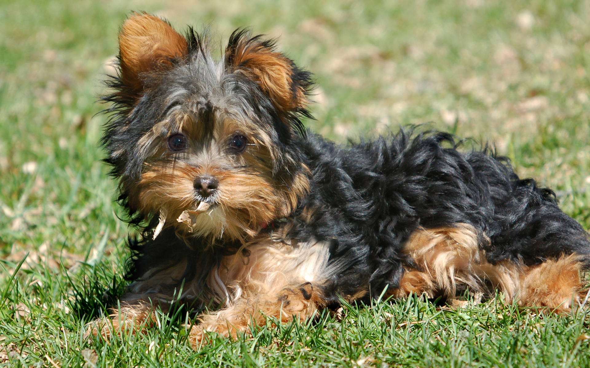 Sød Yorkshire Terrier på græs Wallpapers