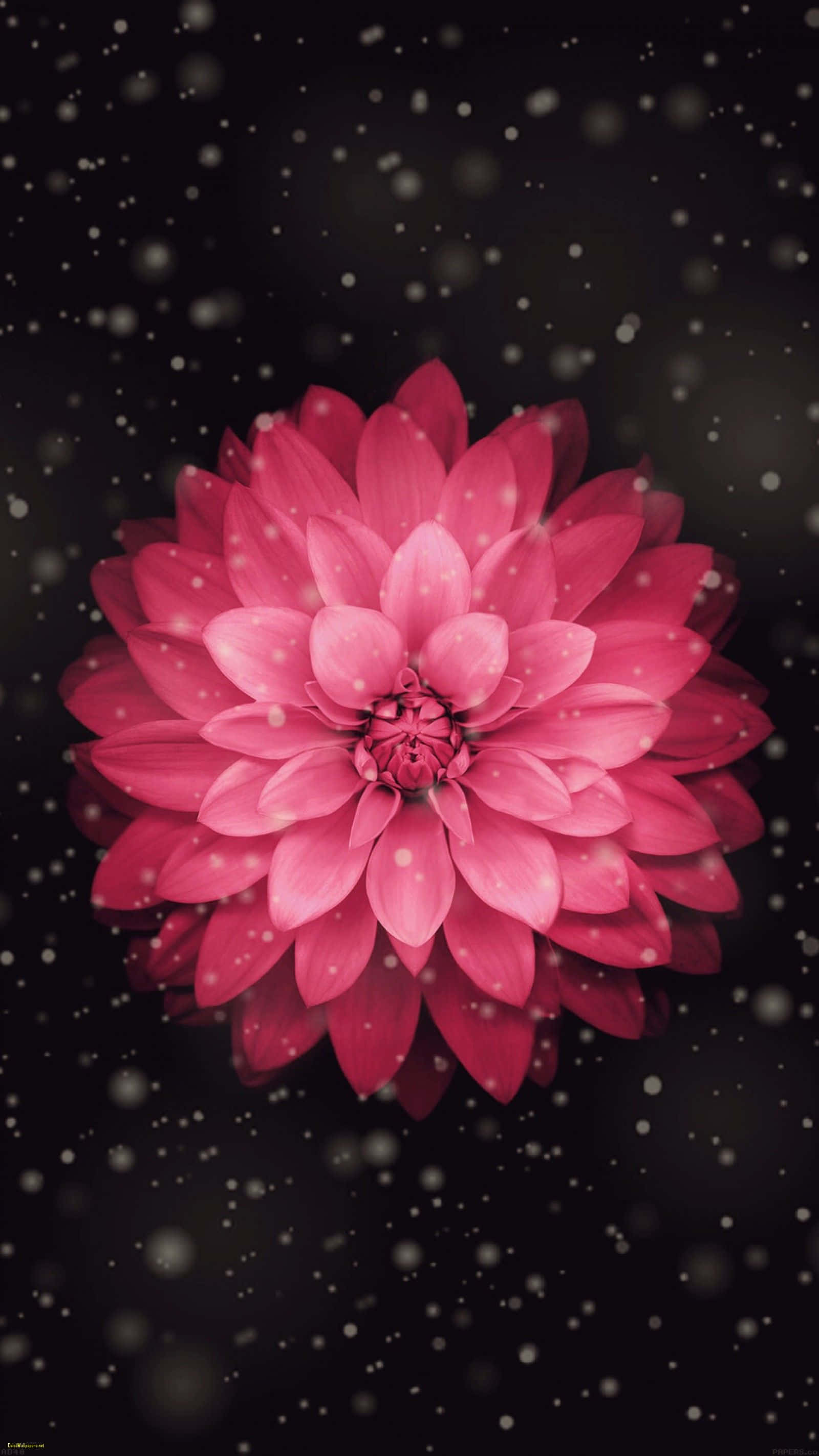 Søde dyreillustrationer til iPhone-baggrund Wallpapers