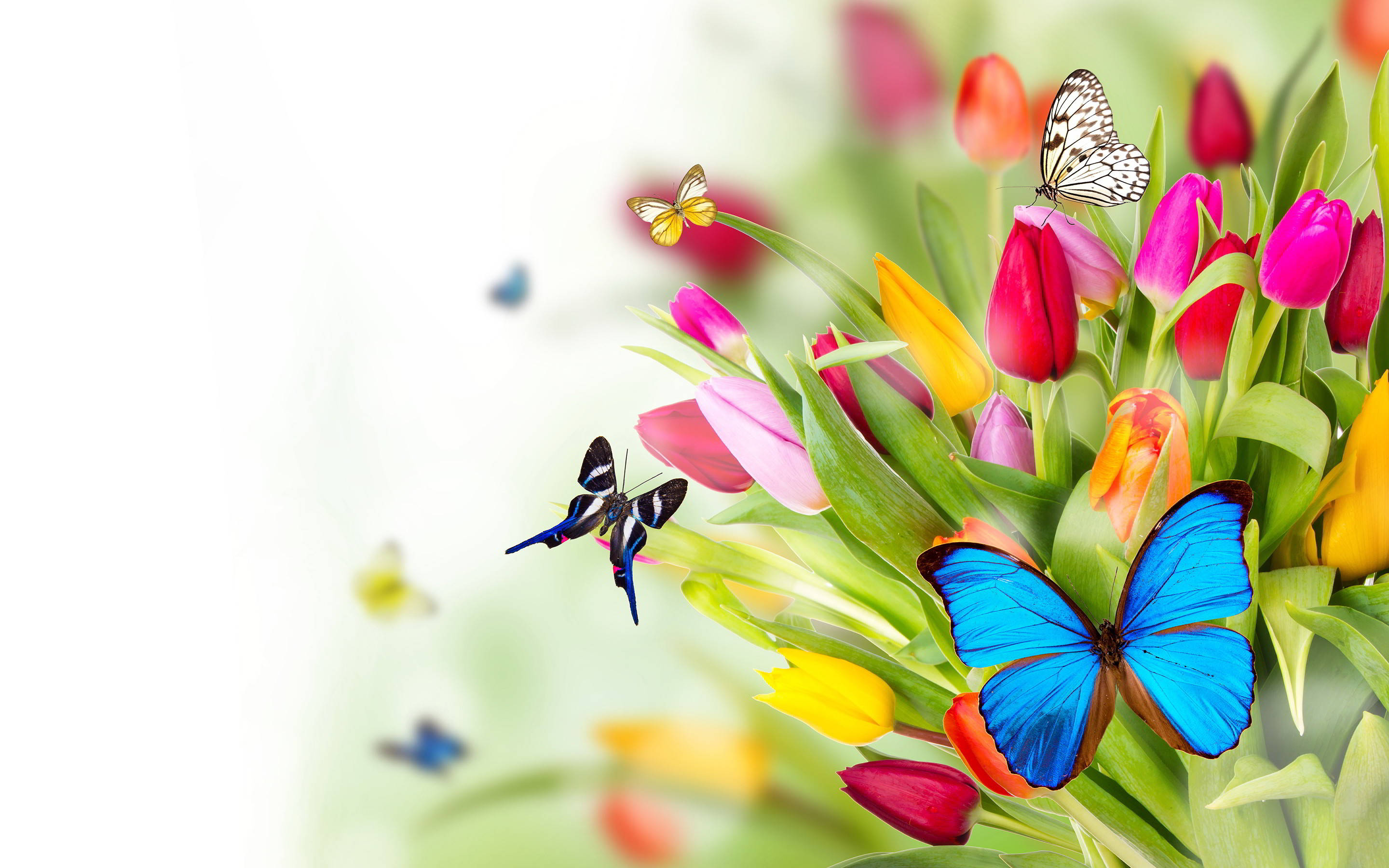 Søde forårs sommerfugle og tulipaner Wallpapers