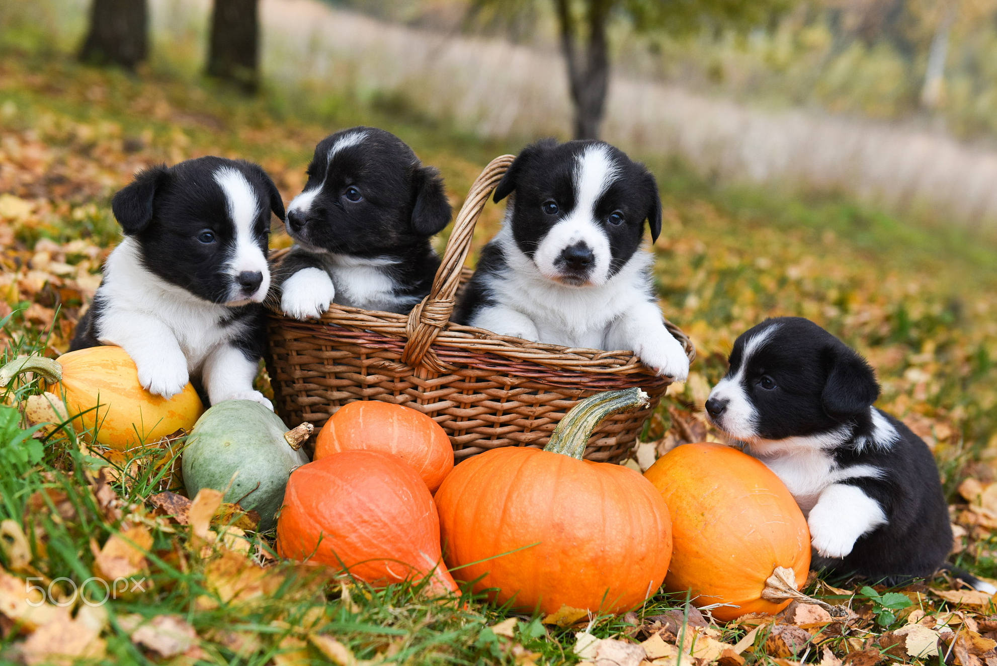 Søde Halloween-hvalpe nyder en dag i parken Wallpapers