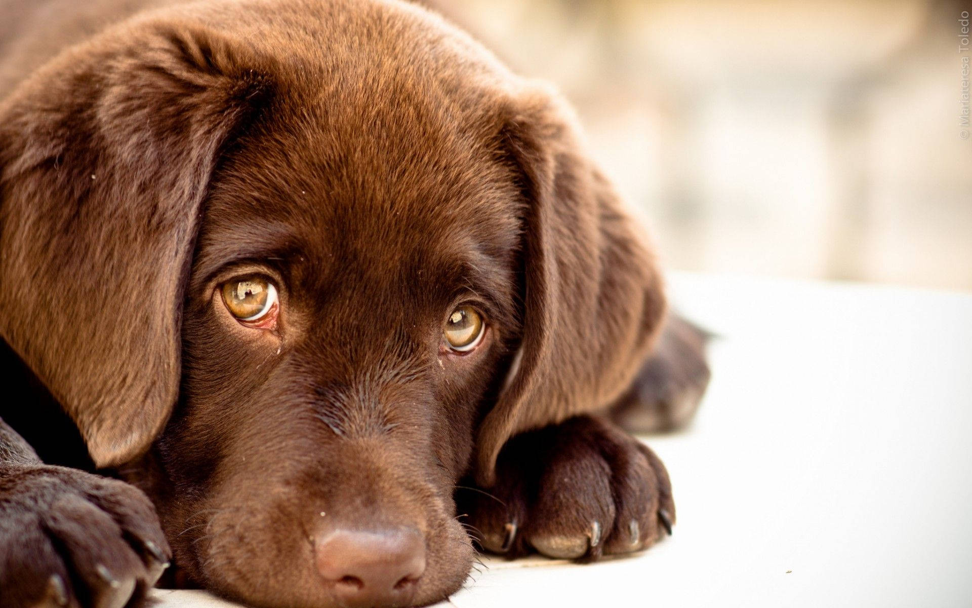 Søde hundehvalpeøjne Wallpapers