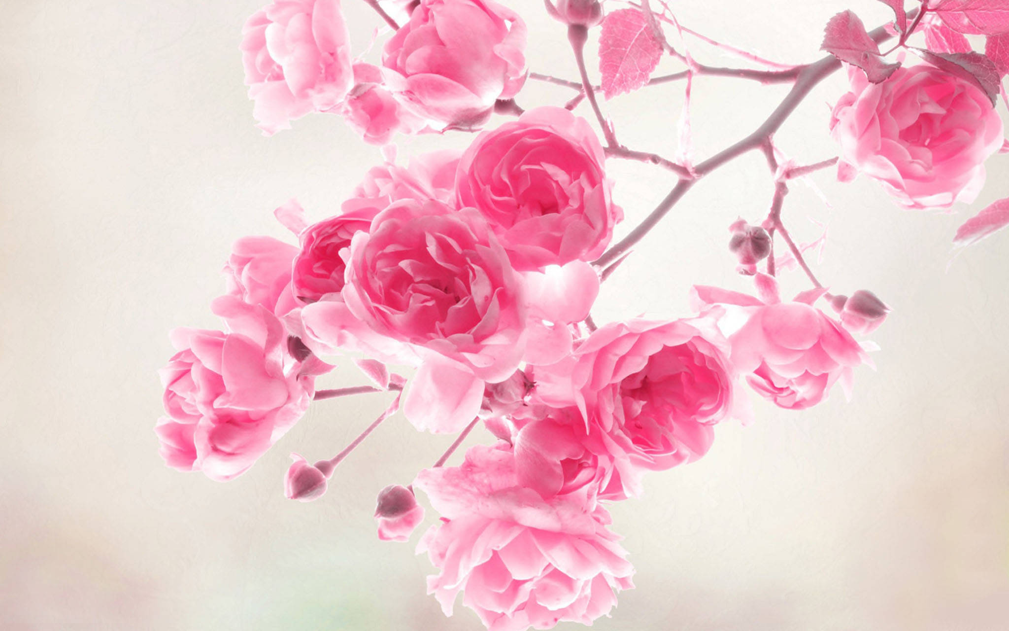 Søde lyserøde forårsroser Wallpapers