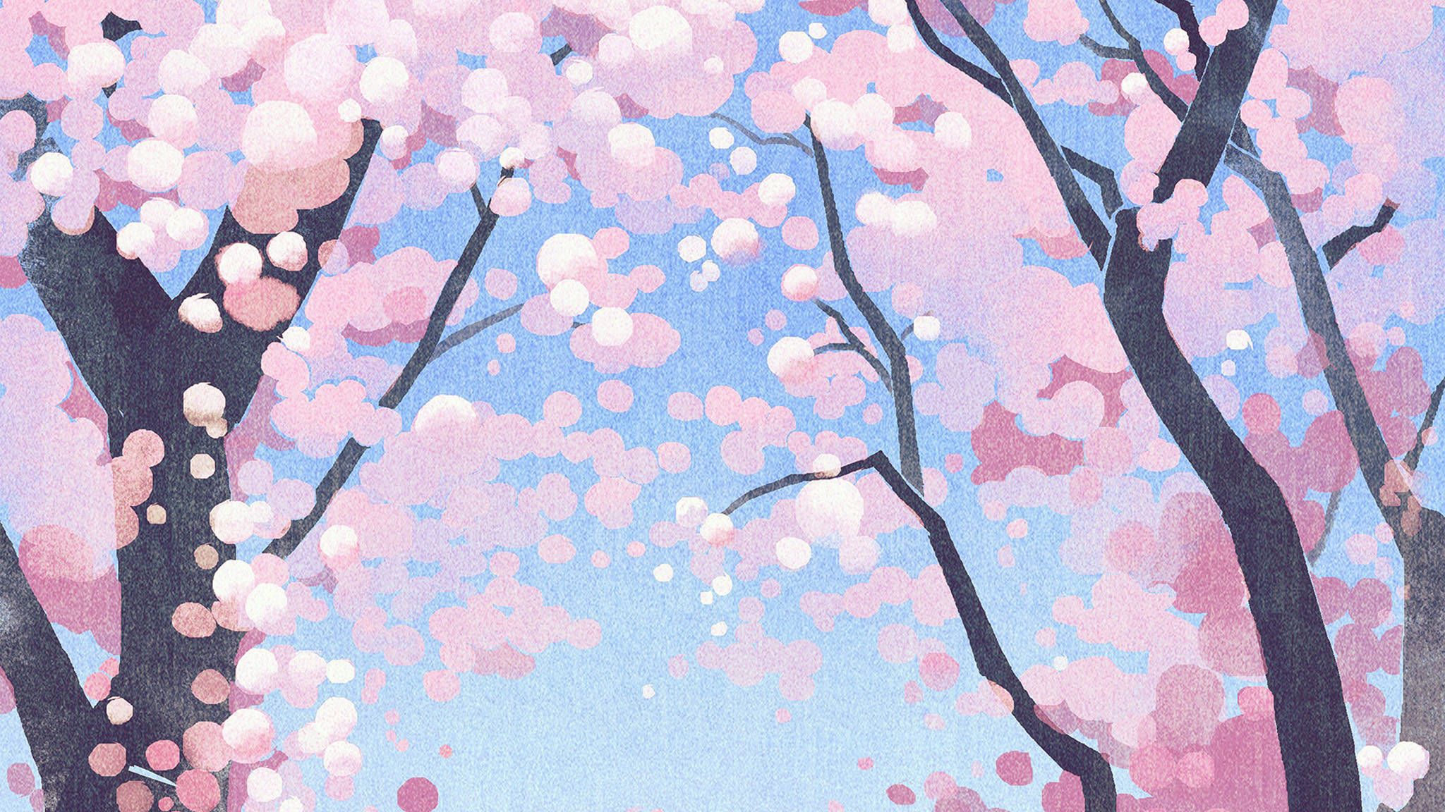 Søde lyserøde kirsebærblomster Wallpapers