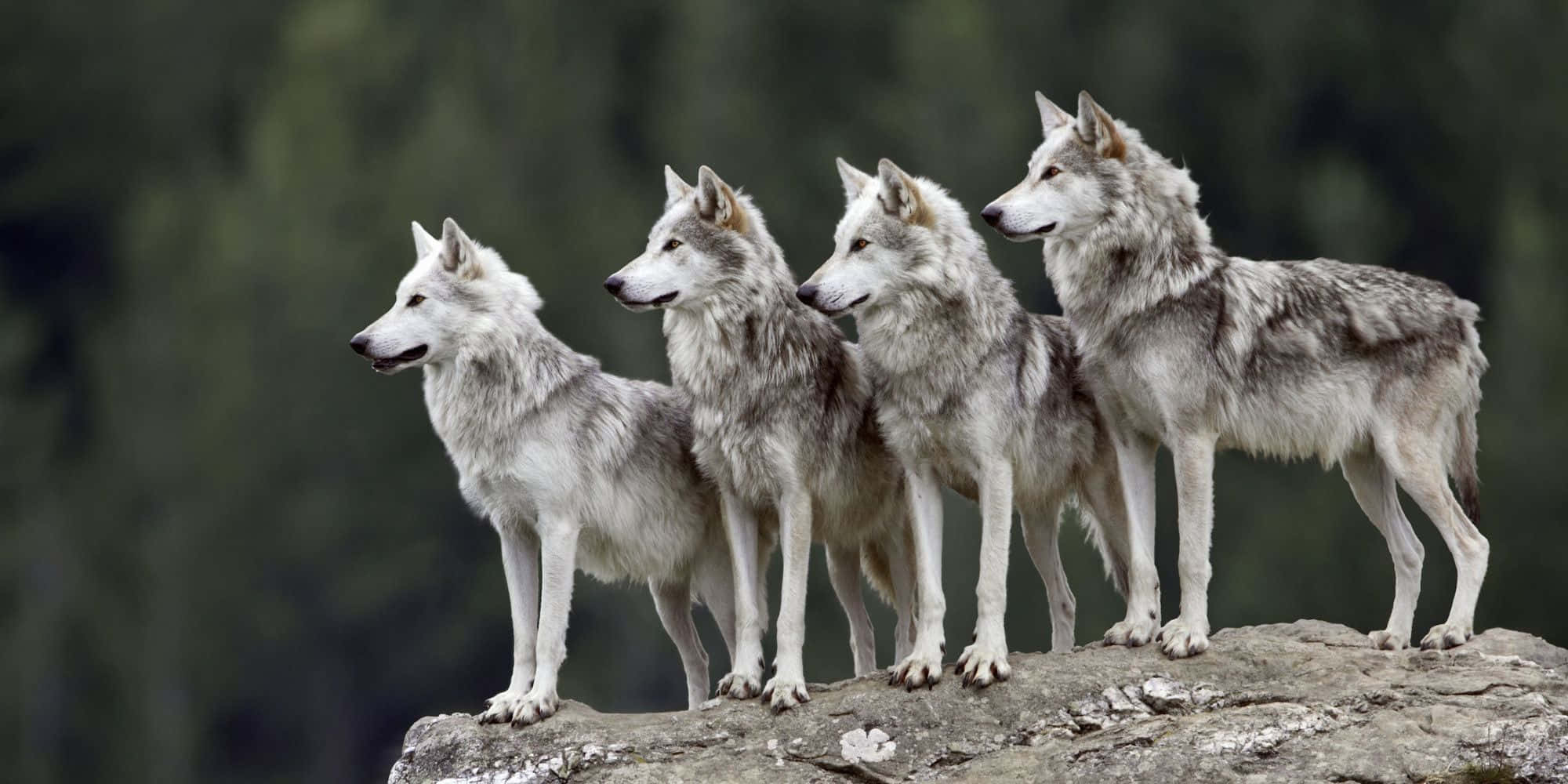 Søde ulve på klippe Wallpapers