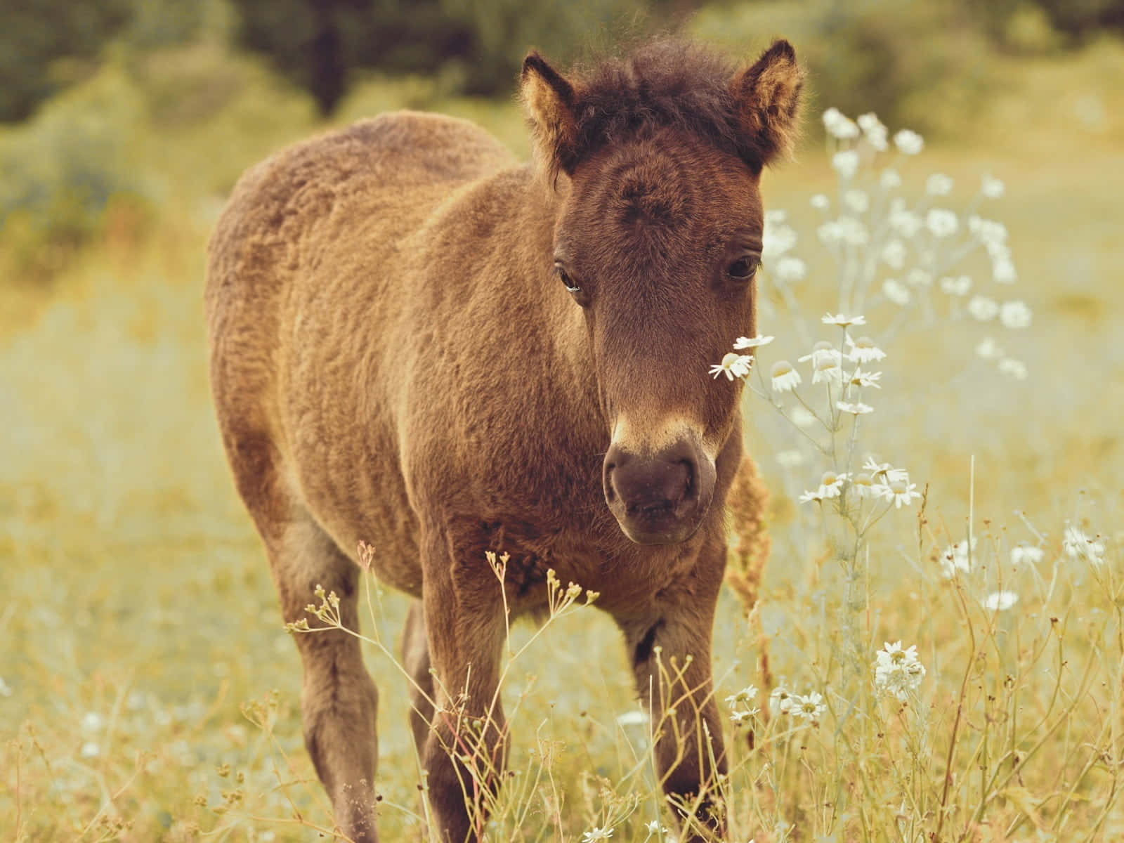Sødeste hest nogensinde! Wallpapers