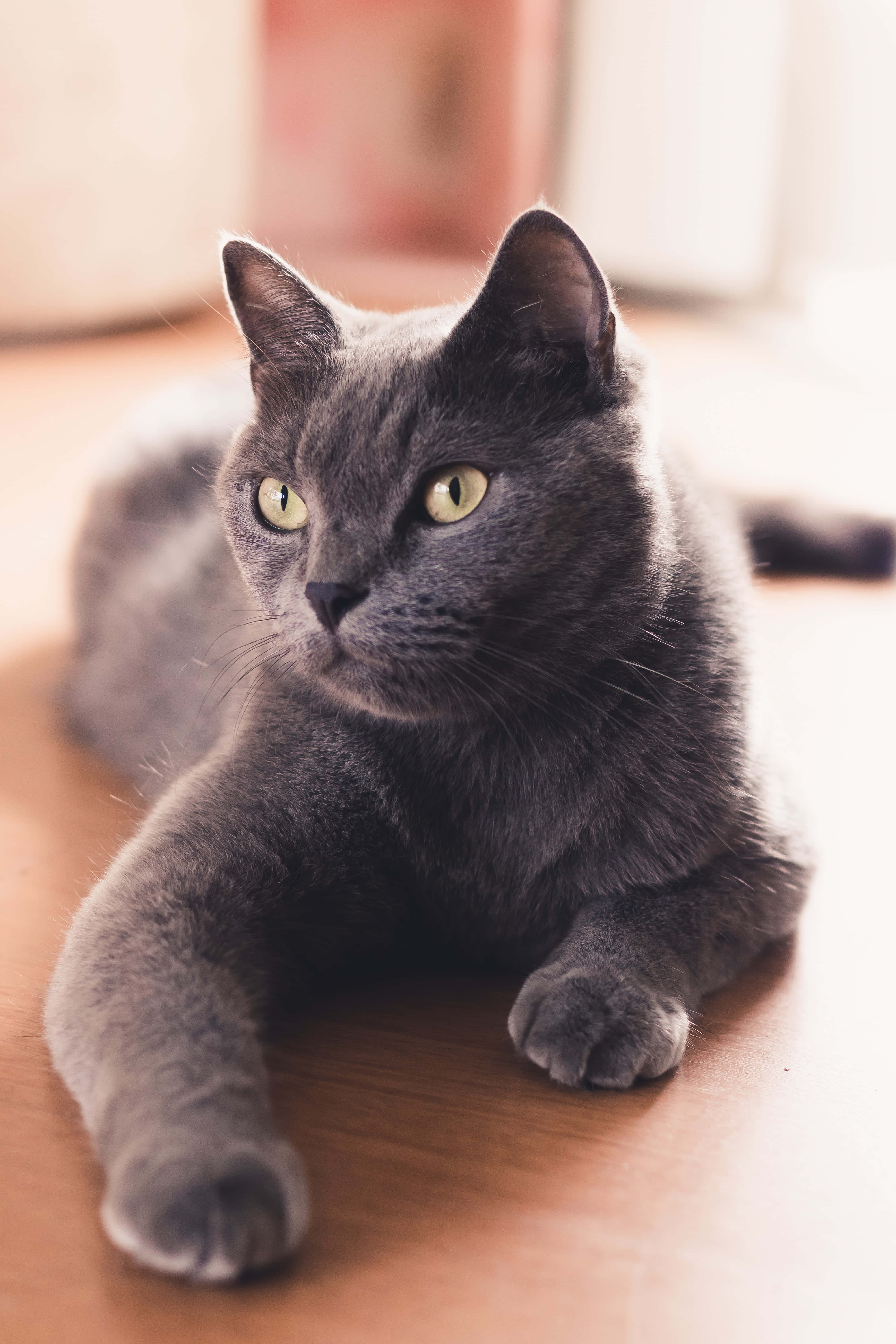 Sødhed Udløst! Yndig Lille Russisk Blå Kat Wallpapers