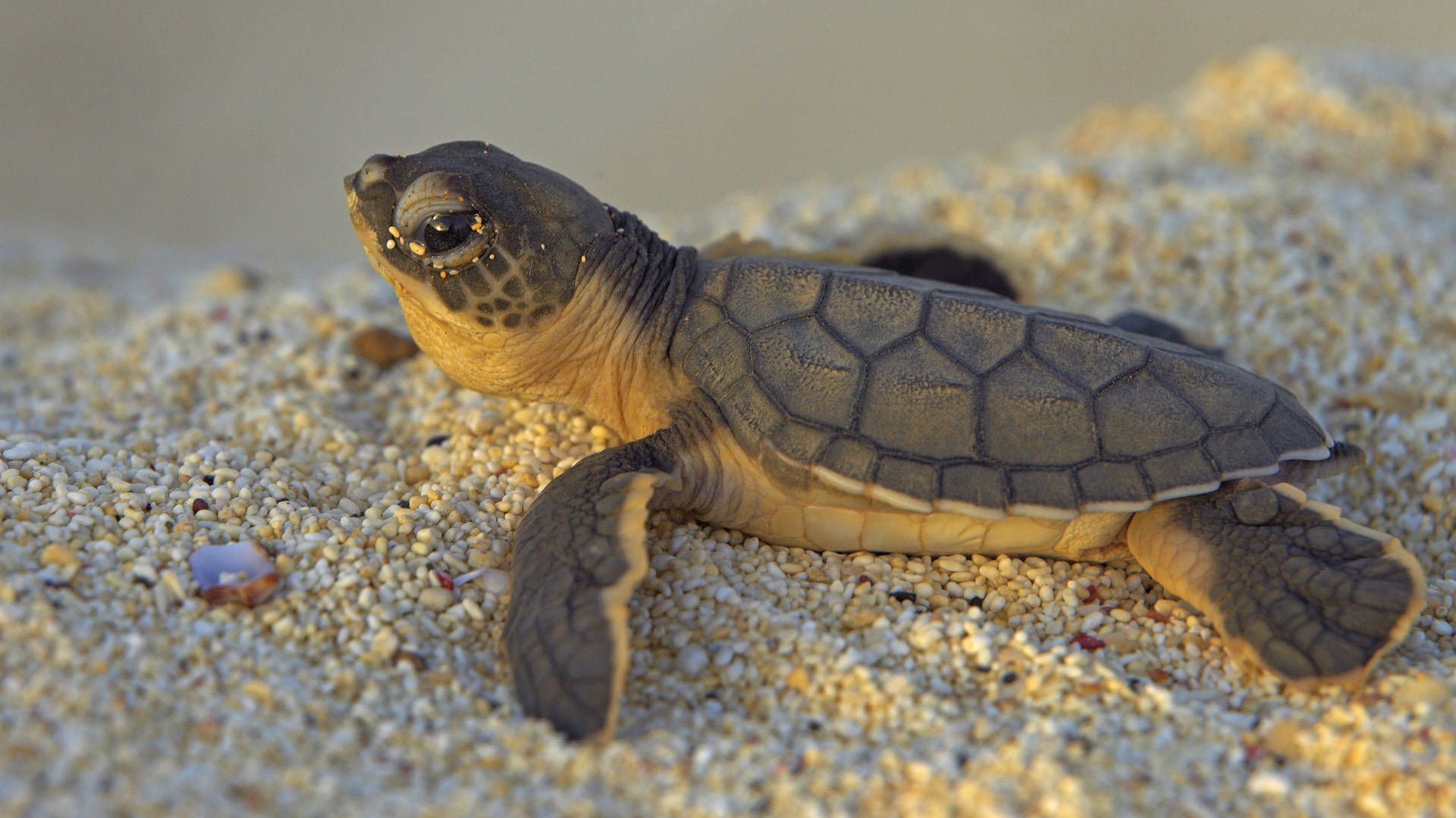 Sødt brun skildpadde på sand Wallpapers