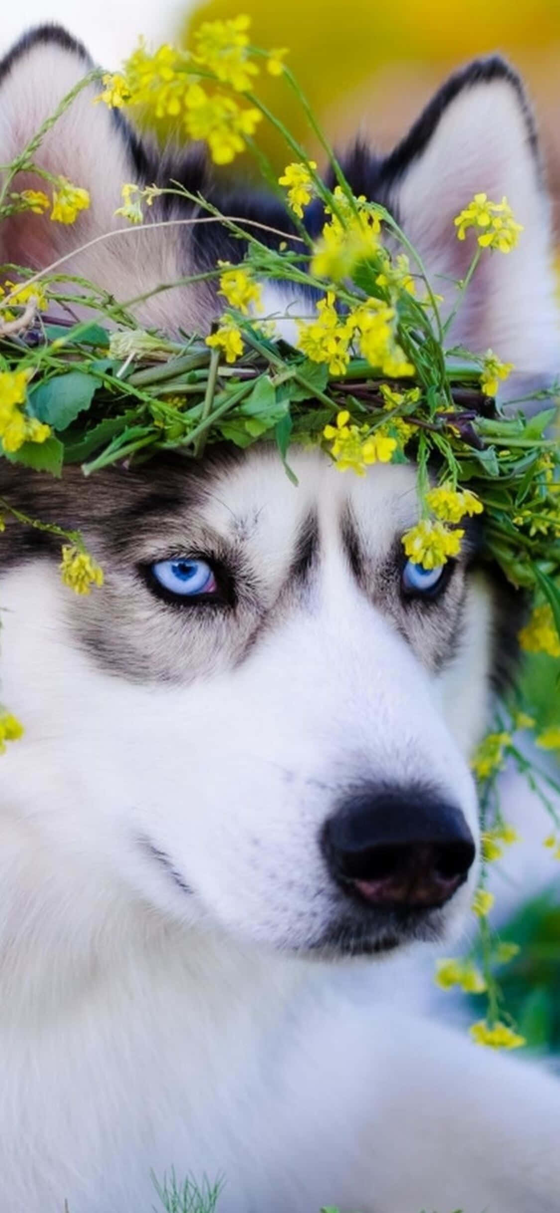 Sødt husky hund med blade billede Wallpapers