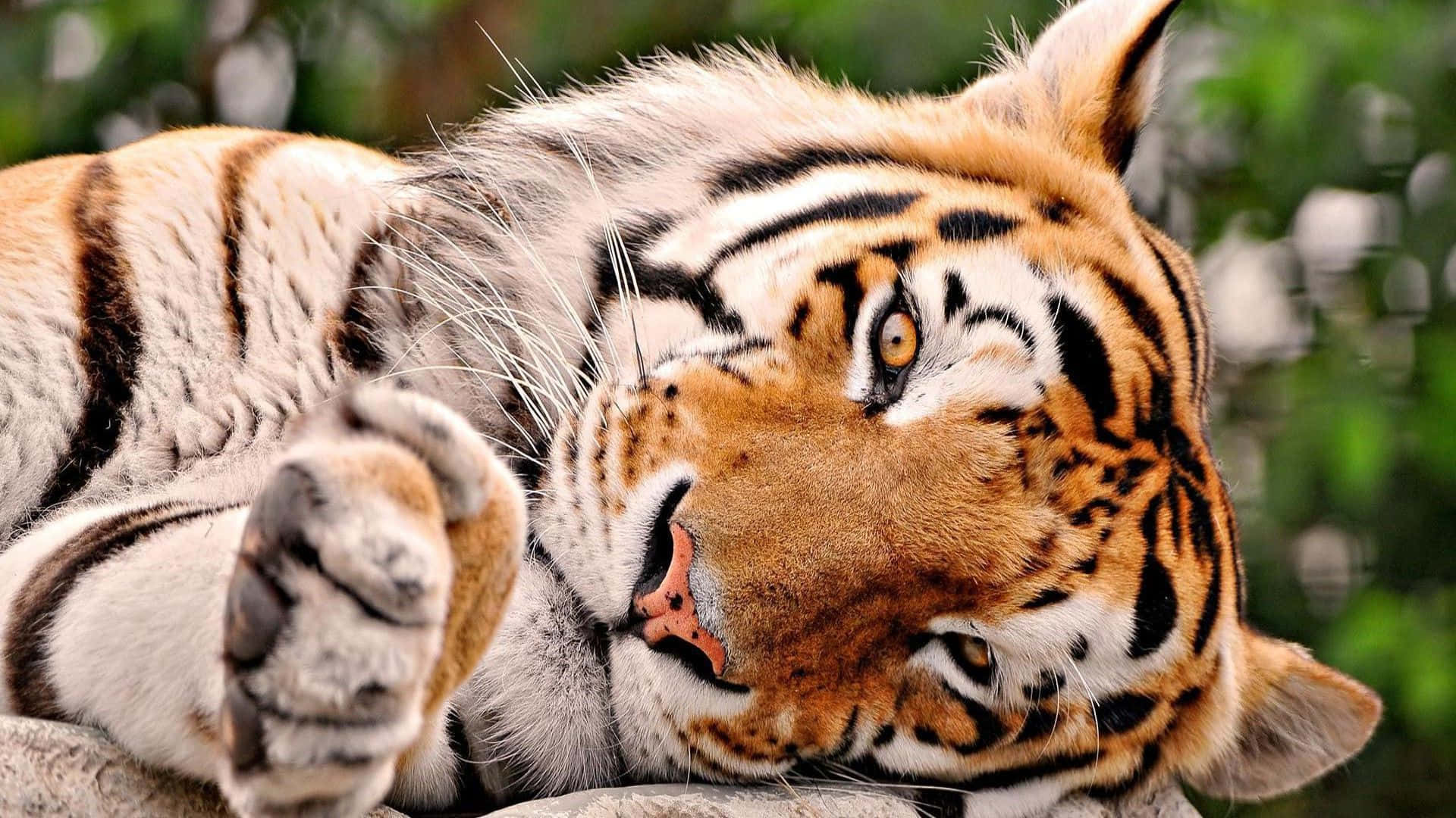 Sødt tigerbillede i søvnig positur Wallpapers