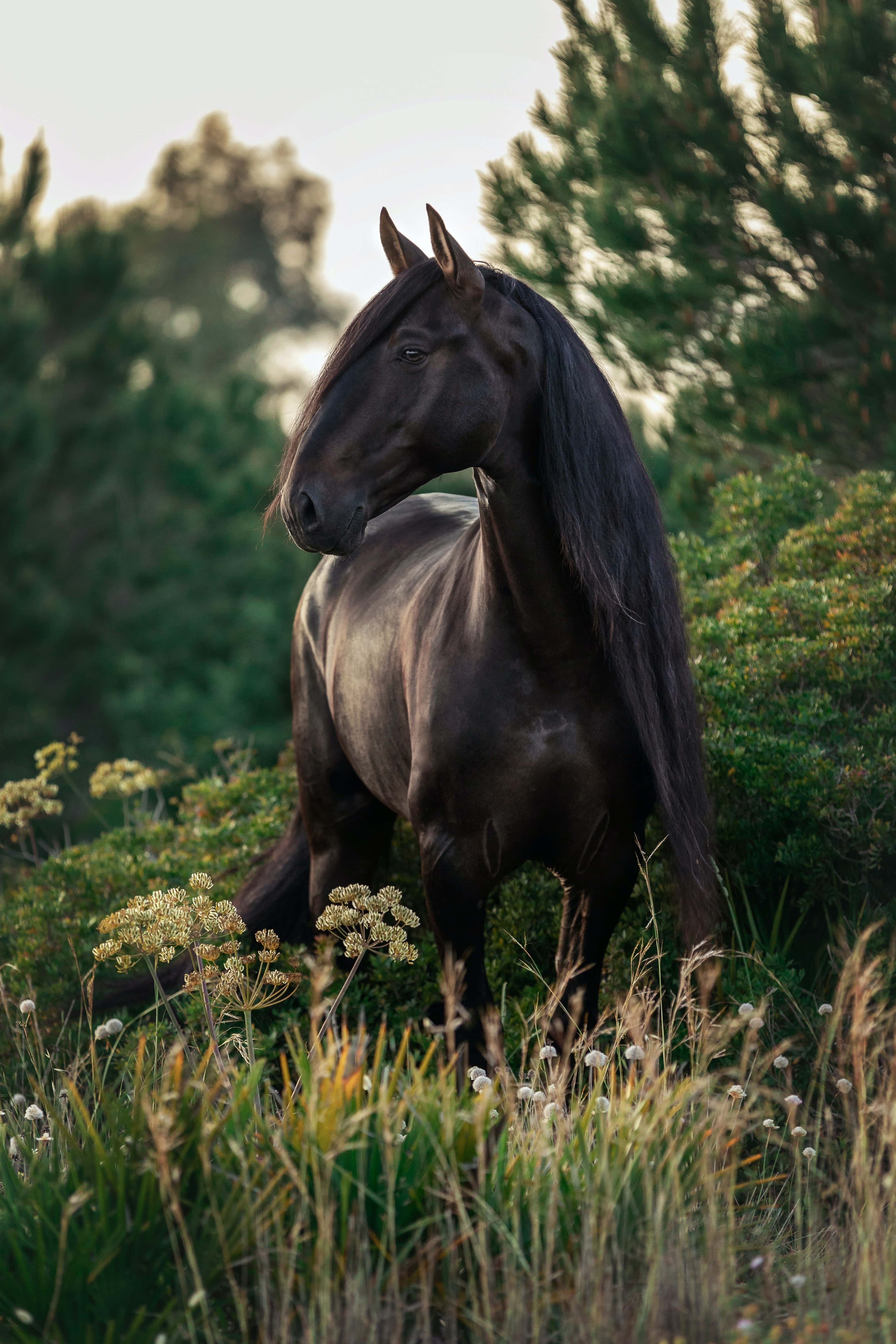 Se den majestætiske skønhed af to heste Wallpapers
