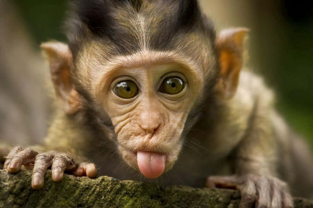 Se denne nuttede abe! Wallpapers