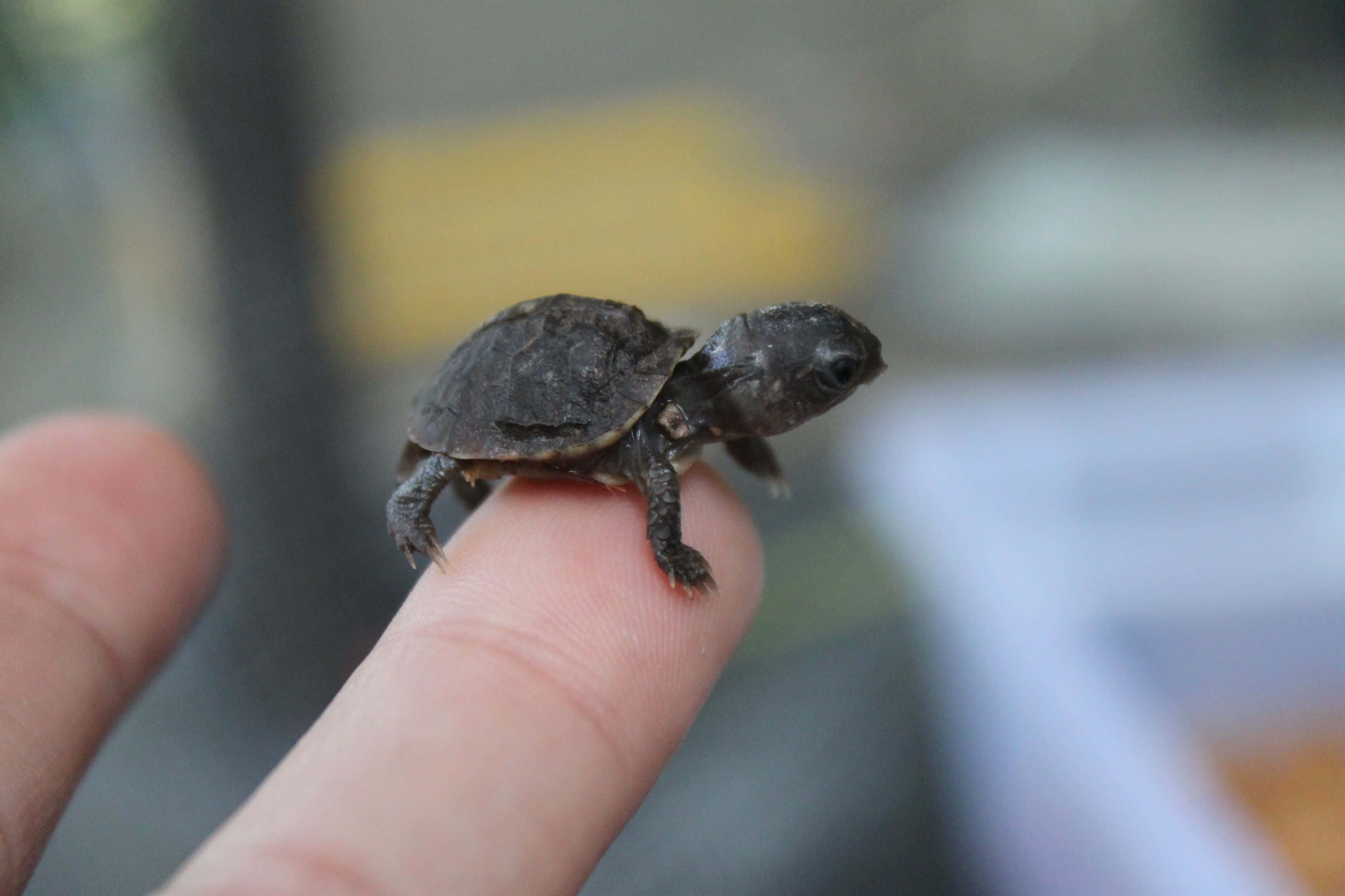 Se denne nuttede lille skildpadde! Wallpapers