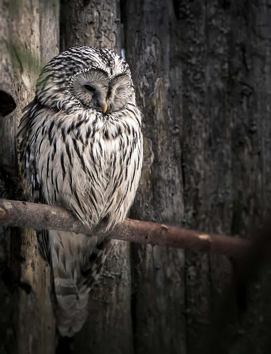 Se denne nuttede ugle! Wallpapers