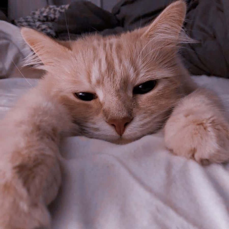 Se denne søde æstetiske kat! Wallpapers