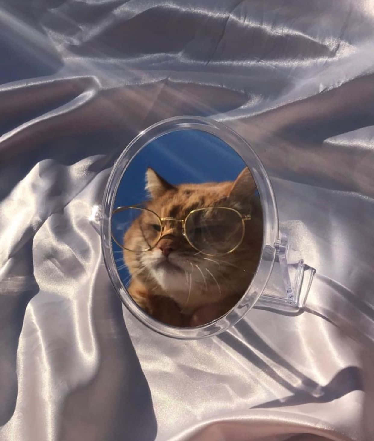 Se denne smukke æstetiske kat! Wallpapers