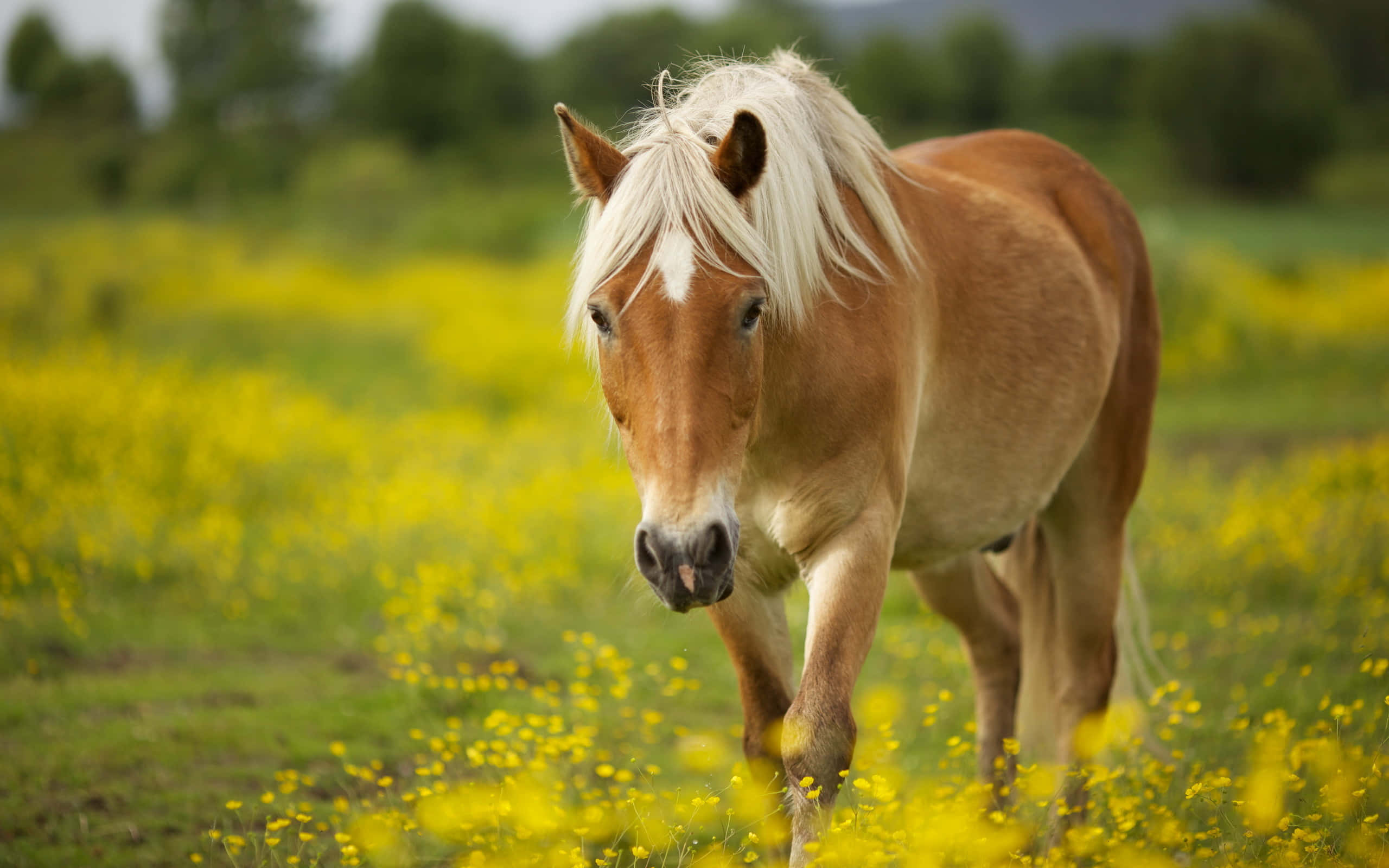 Se denne yndige og søde hest! Wallpapers
